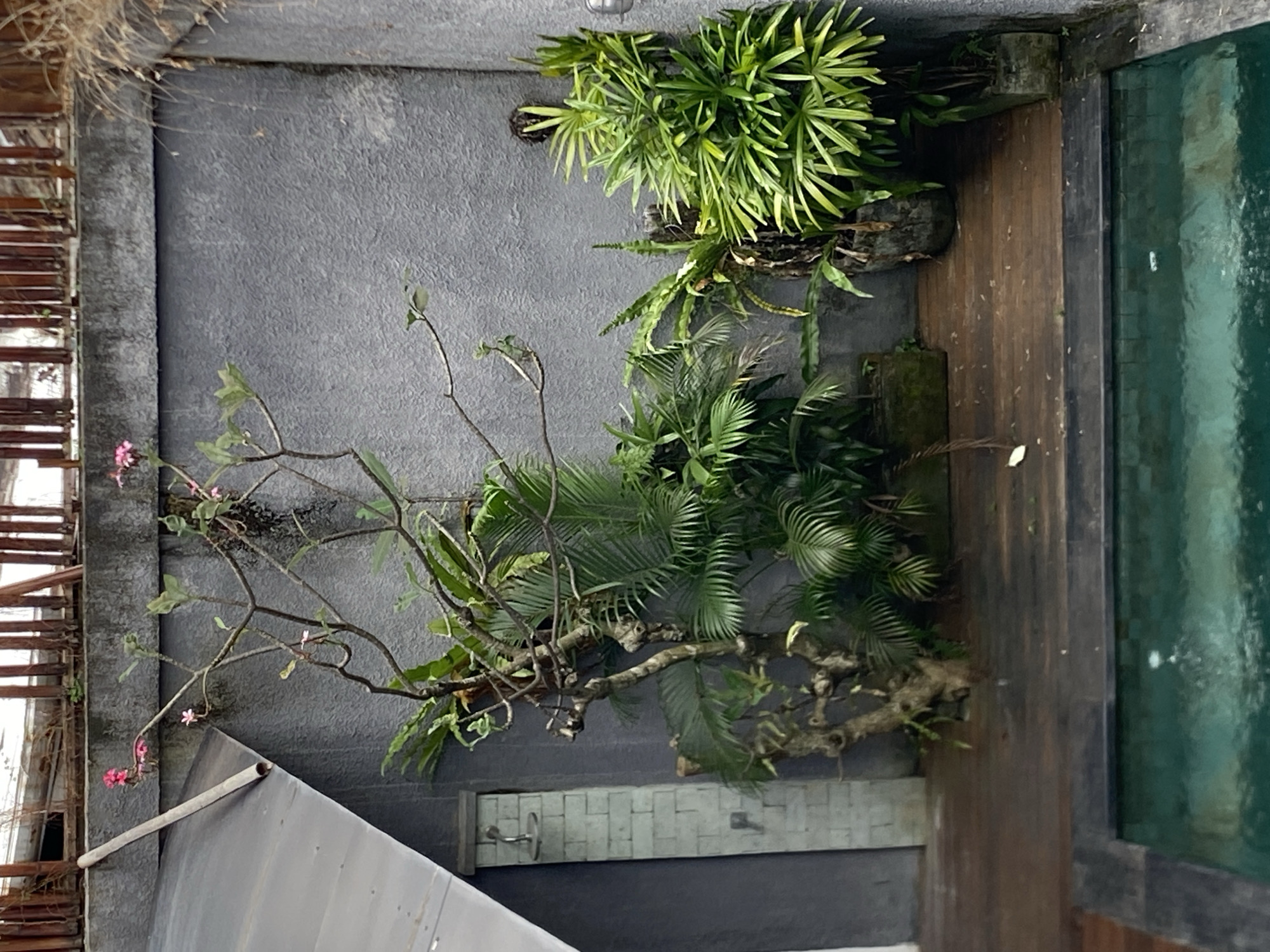 The image captures an outdoor courtyard in North Kuta, Indonesia, featuring a small swimming pool in the foreground. The pool has dark grey coping and a dark blue tiled interior, with visible ripples on the water's surface. Adjacent to the pool is a wooden deck made of dark planks.
Behind the deck, a grey textured wall forms the backdrop. On the left side of the wall, a light grey brick structure with an outdoor shower head is visible. A diagonal metallic roof element extends from the upper left corner downwards, over the shower area.
Several potted plants are arranged on the deck and against the wall. A prominent, gnarled tree with thin branches and sparse green leaves and a few small pink flowers stands in the center. To its right, a dense cluster of vibrant green palm-like plants grows, with another fern-like plant situated to the left of it. Other smaller plants and ferns are scattered throughout the scene.
The upper portion of the image shows a wooden railing with vertical slats, suggesting an elevated area or a balcony above. The overall impression is a tranquil, green outdoor space, likely part of a private residence or resort in a tropical location.