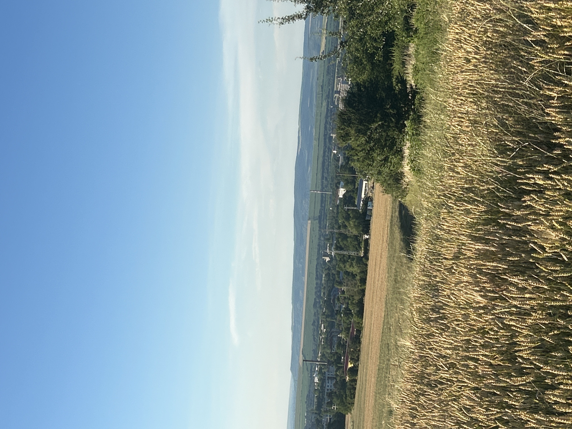 This is a vertical, eye-level, medium-long shot of a rural landscape under a clear blue sky. The foreground on the right is dominated by a field of dry, golden wheat, its stalks swaying gently. To the left of the wheat field, a strip of green grass separates it from a lush green tree line. Beyond the trees, a valley unfolds with a small town nestled within it, characterized by a cluster of buildings and a few tall cranes, suggesting ongoing construction or industrial activity. The distant landscape features rolling hills, fading into a hazy blue horizon. The sunlight suggests it's daytime, likely late afternoon or early evening, given the warm glow on the wheat. The overall mood is peaceful and pastoral, evoking a sense of quiet countryside living. There is no visible text in the image.