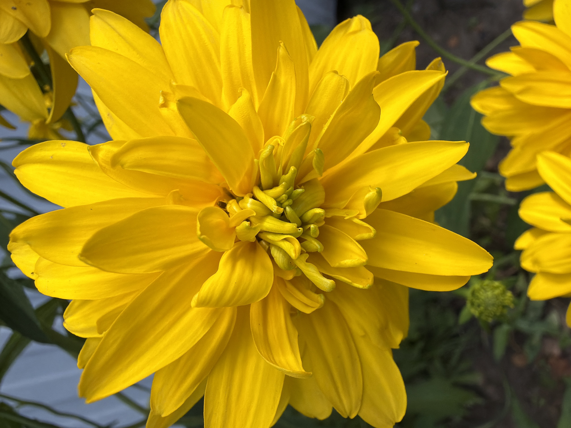 This is a close-up, eye-level, outdoor, daytime photograph of a bright yellow, double-petaled flower, likely a type of Black-eyed Susan or Coneflower, in a garden setting. The flower is in full bloom and dominates the frame, with its numerous petals radiating outwards from a central, tightly packed cluster of green pistils and stamens. The petals are thick and fleshy, with visible veins and a slight curl at the edges. The lighting suggests a sunny day, with highlights and shadows accentuating the texture of the petals. In the background, out of focus, are dark green foliage and hints of a pale blue structure, possibly a fence or building. Another blurred yellow flower is visible at the bottom of the frame. The image does not depict any people, actions, or interactions. The location in the city of Imeni Vorovskogo, Russia, is not visually indicated in the photograph.