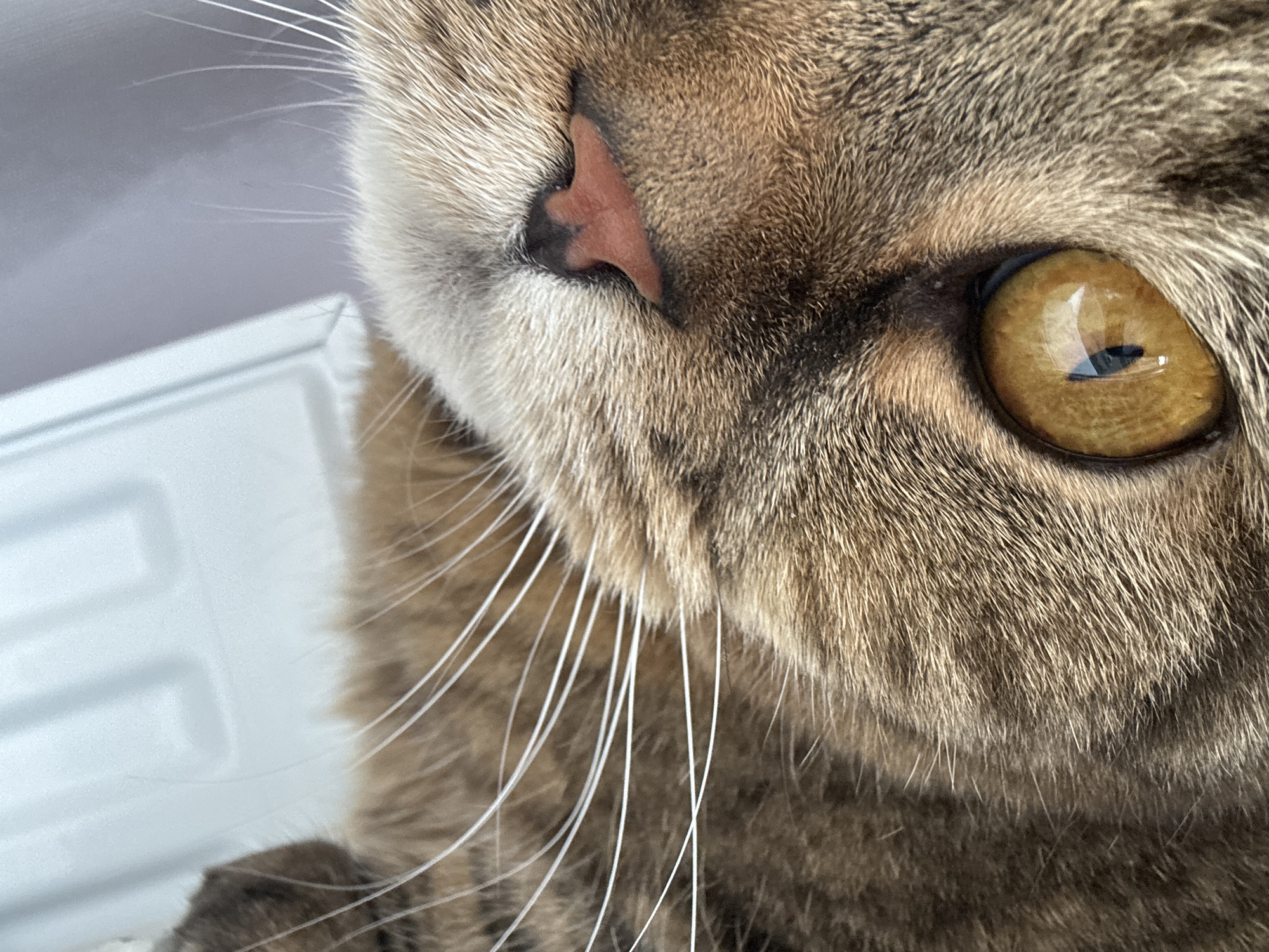 A close-up, low-angle shot focuses on the face of a tabby cat, primarily its left eye, nose, and whiskers. The cat's fur displays a mix of brown, black, and grey stripes. Its large, amber-colored eye is prominent, reflecting a bright light source. The cat's nose is a light pink color. Long, white whiskers extend outwards from the muzzle. The background is out of focus, showing a white, textured surface that appears to be a radiator or similar object. The image is a photograph taken outdoors, likely in Mikhaylovsk, Russia, given the context.