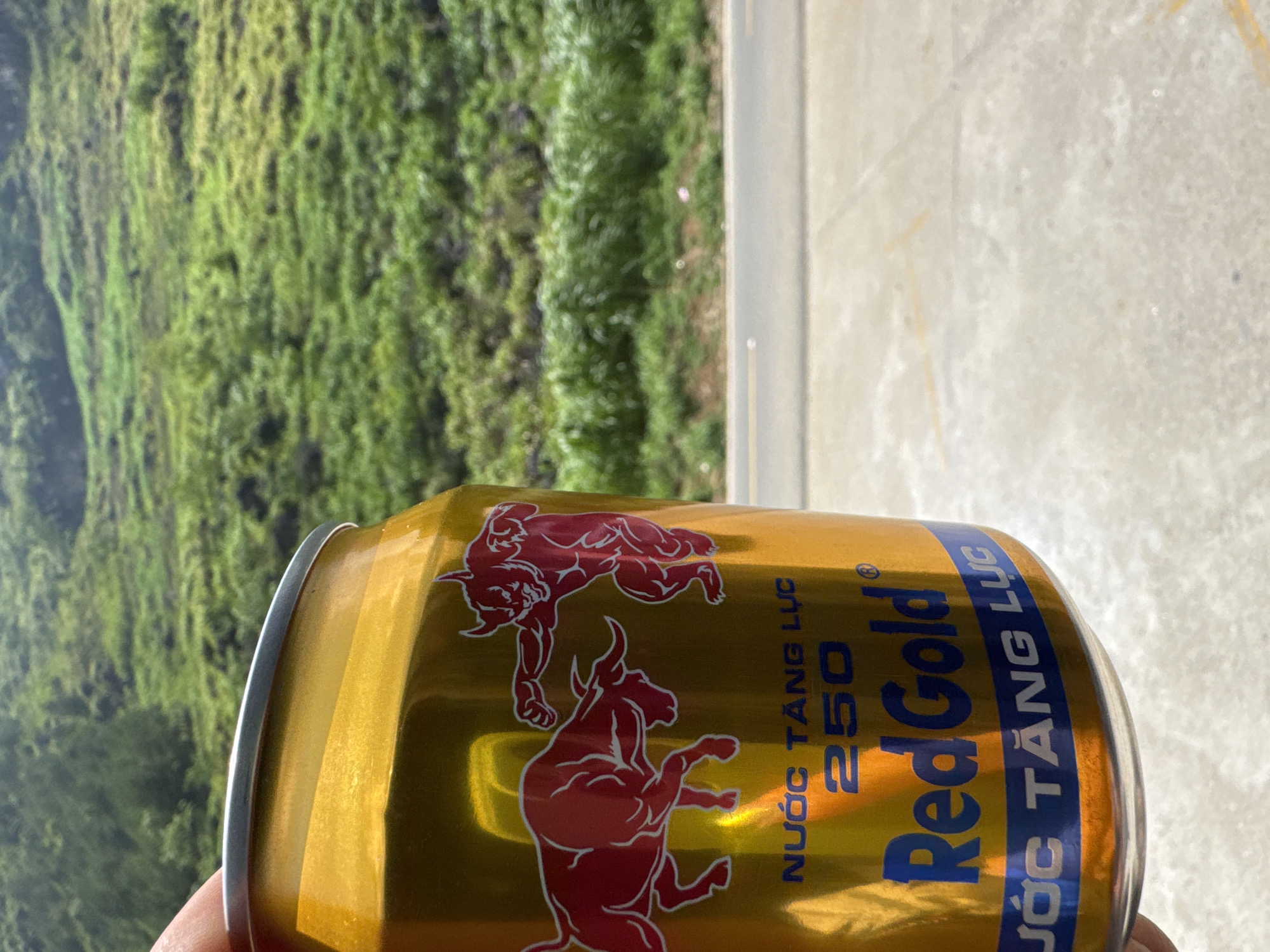 A close-up, slightly off-center, high-angle shot features a golden-colored "Red Gold" energy drink can with red bull imagery, situated against a blurred background of lush green vegetation and a concrete surface. The text "NƯỚC TĂNG LỰC" and "250" are visible on the can. The background suggests a location near natural greenery, possibly in a mountainous or hilly region. Given the prompt's reference, the location is likely the Mèo Vạc Commune, Vietnam.