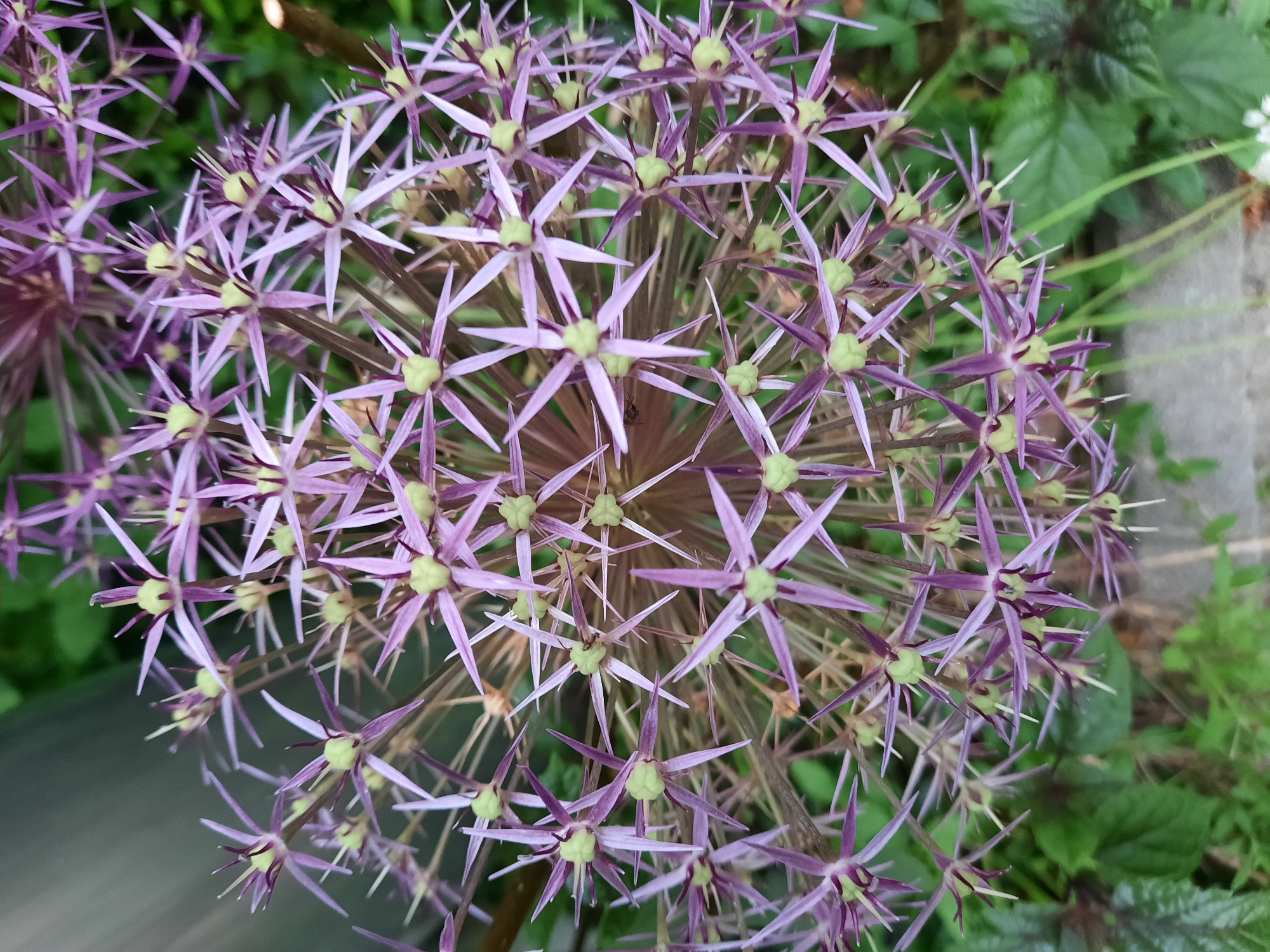 This is a close-up, vertical, full-frame photograph of a cluster of purple allium flowers in bloom. The flowers are spherical in shape, composed of numerous star-shaped florets, each with pointed purple petals and a light green center. The florets are densely packed together, creating a spiky, starburst effect. The background consists of out-of-focus green foliage and a hint of a light-colored vertical structure, possibly a fence or wall, on the left side of the image. The scene appears to be an outdoor garden setting. The image was captured in Rosenheim, Germany.