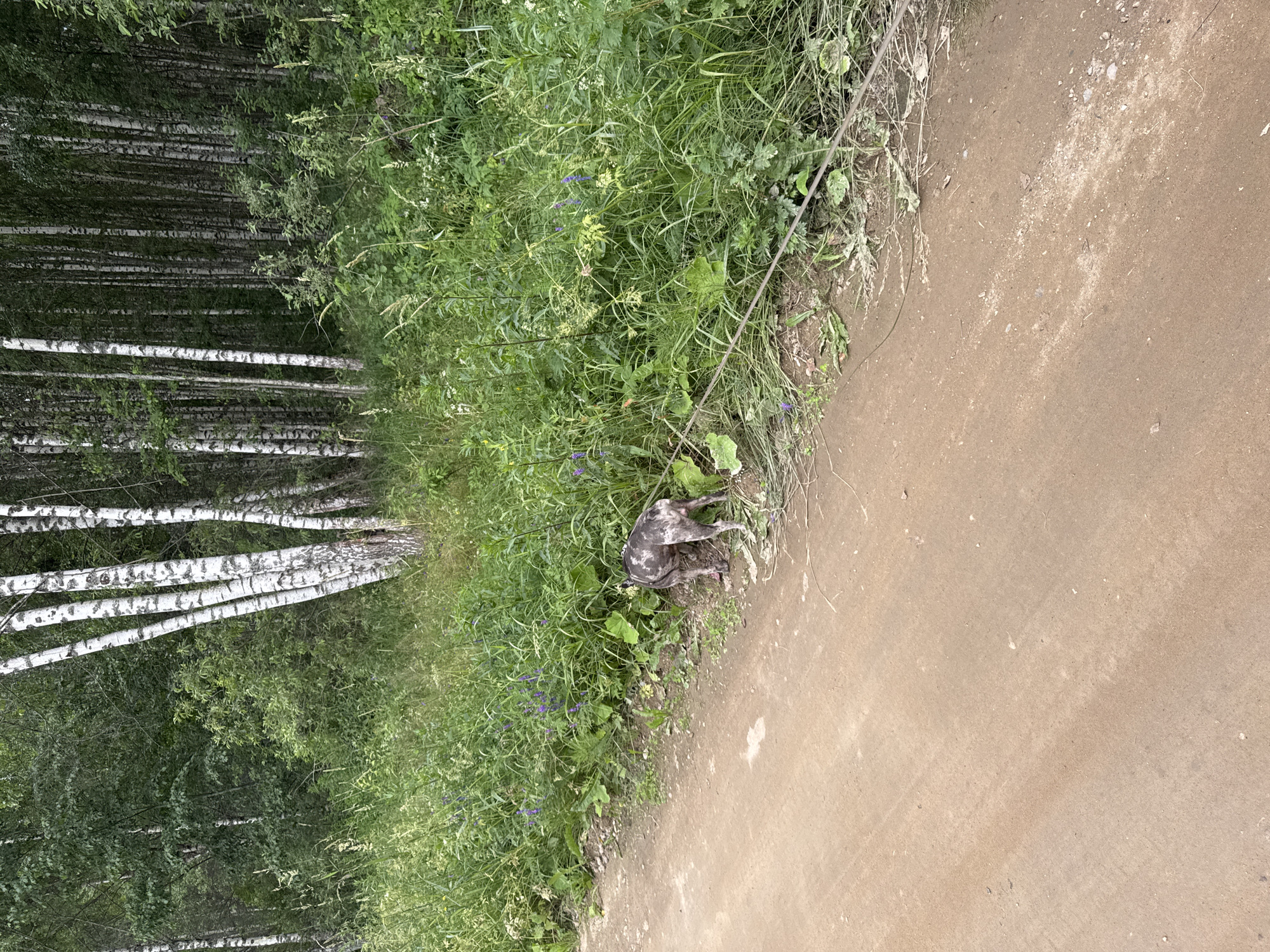 This media file depicts a serene outdoor scene in Krasnoe, Russia, likely during the daytime under clear weather conditions. The image is dominated by a dense birch forest on the left, characterized by its iconic white barked trees. The forest is lush and green, suggesting a summer or late spring setting. Adjacent to the forest is a verdant field of tall grass and wildflowers, with small purple blossoms scattered throughout.
A dirt path runs along the edge of the field, separating it from the vegetation. On the path, a dog with a dappled grey and white coat is curled up, seemingly resting or grooming itself. Its posture suggests a relaxed state, fitting the tranquil atmosphere of the natural surroundings. The path itself is a light brown, earthy color, with small pebbles and debris visible, indicating it is a well-trodden but unpaved trail.
The overall impression is one of natural beauty and peaceful solitude. The combination of the dense forest, the wild grasses, and the simple dirt path creates a rustic and inviting environment. There is no visible text in the image.
