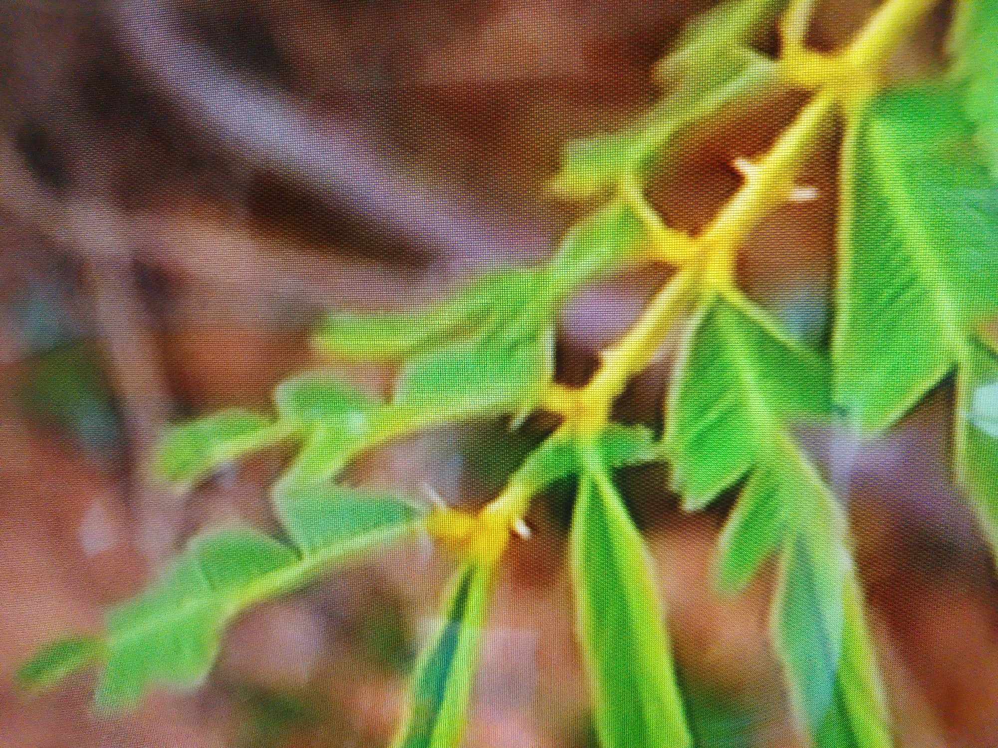 The image is a close-up, pixelated view of a plant stem with green leaves and yellow thorns against a blurred brown background. The image does not contain any information that would allow for the identification of its location within the city of Dushanbe, Tajikistan, or any other specific geographical context. No people, actions, or interactions are depicted.