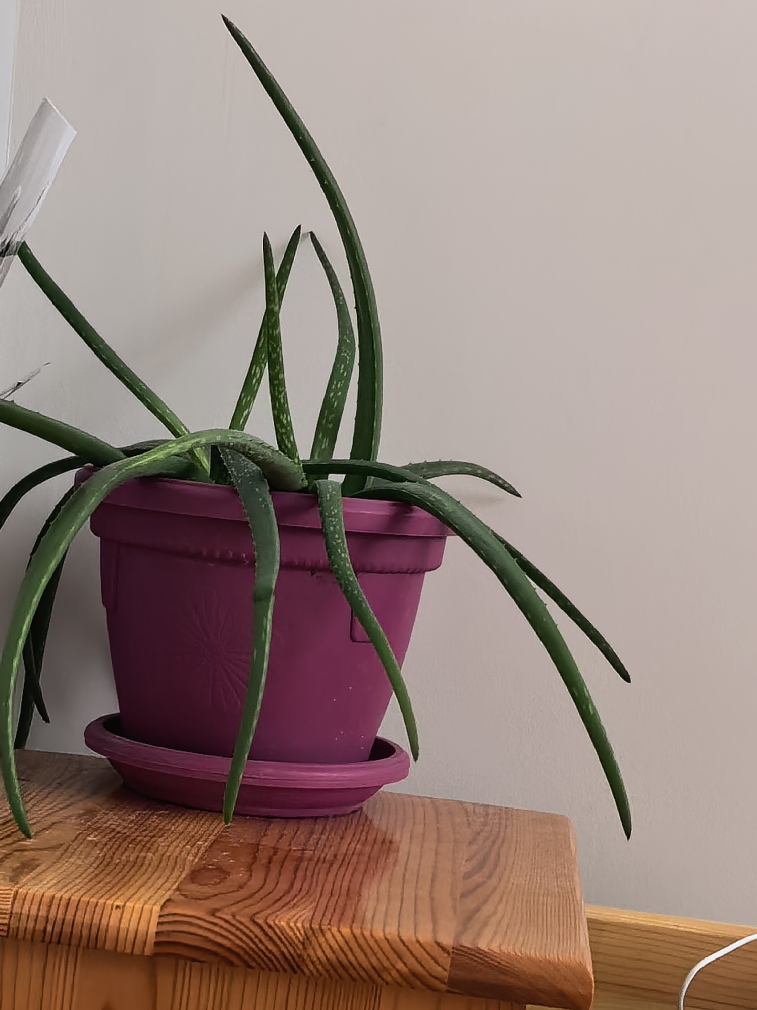 A medium shot captures an aloe vera plant in a purple pot placed on a wooden surface. The plant's leaves are long, green, and spotted. Some are upright, while others droop over the edge of the pot. The wooden surface is a warm brown color with a visible grain pattern. A beige wall serves as the backdrop. The scene is indoor and the location is Unknown, Unknown.