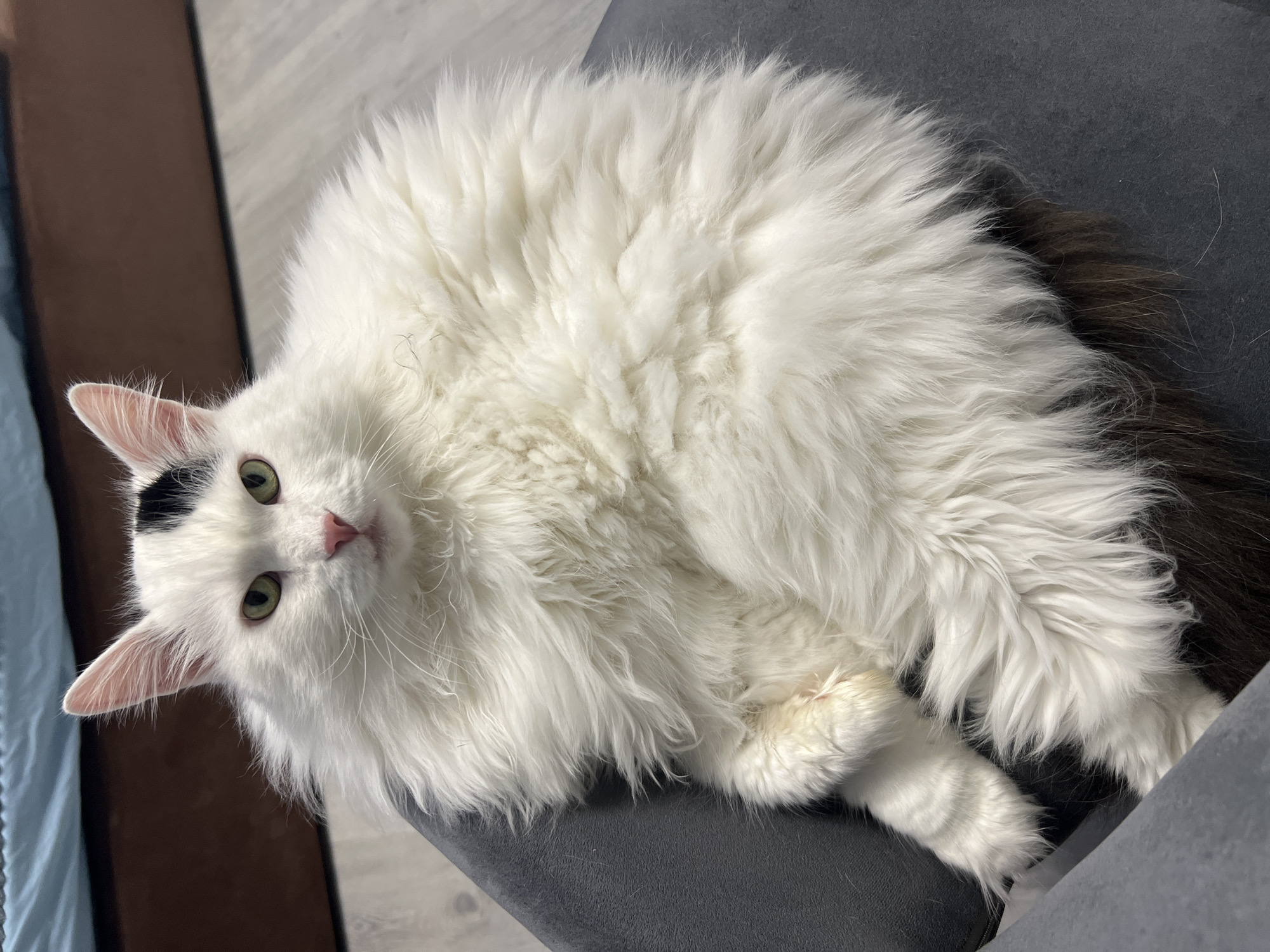 A fluffy white cat with a black spot on its head is lying on a gray chair. The cat has green eyes and a pink nose. Its tail appears to be dark. The chair is located indoors. Vnukovo, Russia is not discernible from the image.
