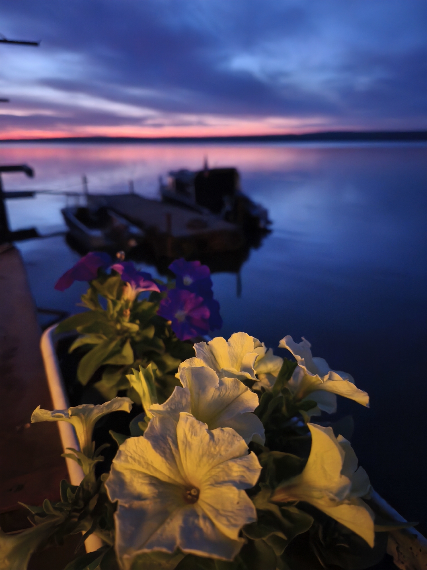 The image captures a dusk or dawn scene in Chaikovsky, Russia, evidenced by the distinct light patterns in the sky and on the water. A planter containing white and purple petunias sits in the foreground, partially obscuring the view. In the background, there is a body of water, likely a river or lake, reflecting the colors of the sky. A small pier with two boats tied to it is visible. The sky transitions from a deep blue to hues of pink and orange near the horizon, indicating either sunrise or sunset. The lighting suggests a calm, possibly windless evening or morning.