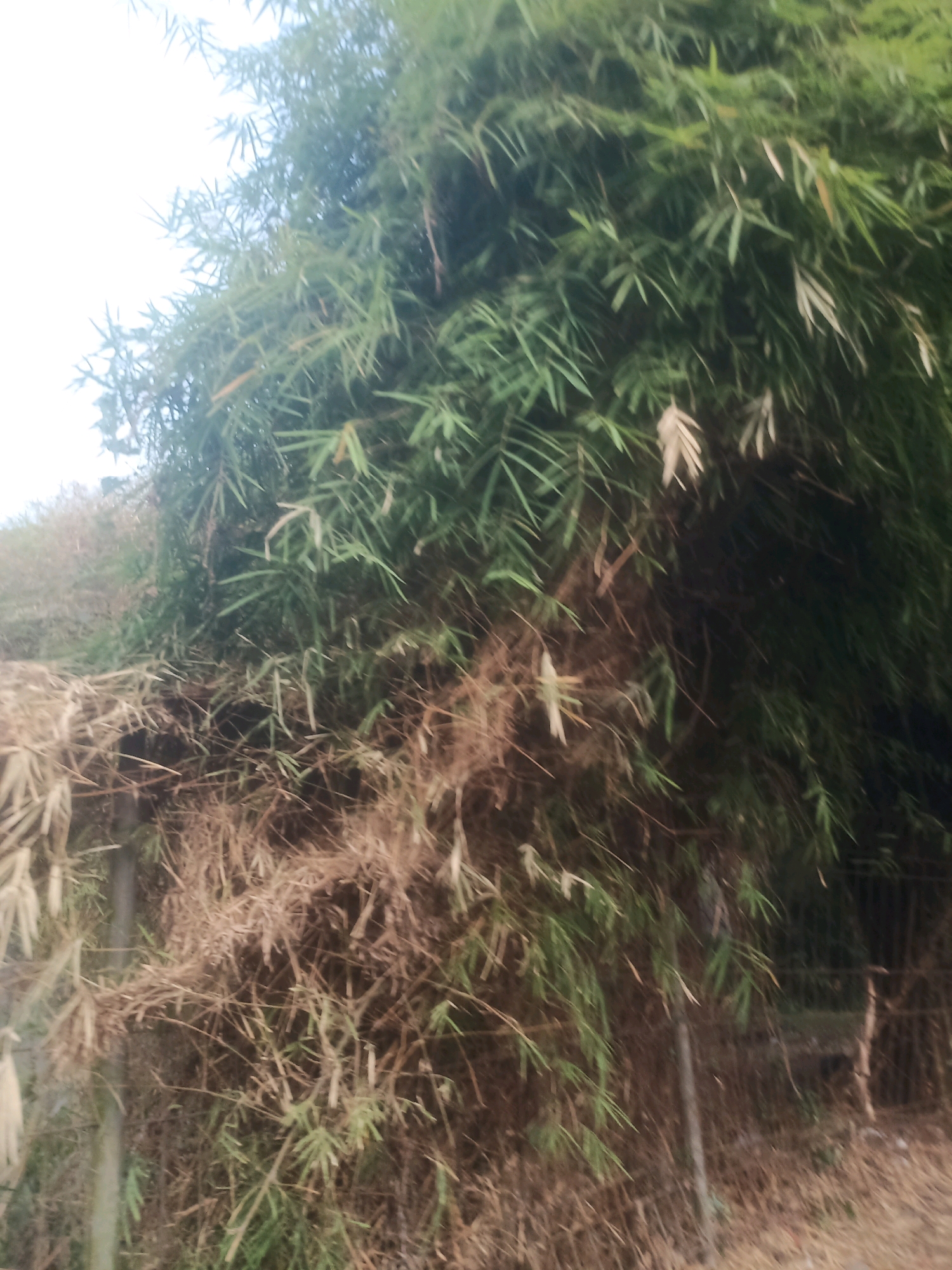 A dense thicket of bamboo plants dominates the scene in Ciseeng, Indonesia. The majority of the bamboo is lush and green, with slender leaves reaching upwards and outwards. However, a significant portion on the left side of the frame is dried and brown, appearing brittle and sparse. Some dead bamboo stalks are visible within the green foliage, interspersed with dried leaves. The ground below is covered in dry grass and fallen bamboo debris. In the background, a wire fence can be partially seen, suggesting the edge of a property or enclosure. The lighting suggests it is daytime, possibly overcast given the bright sky visible at the top left of the image.