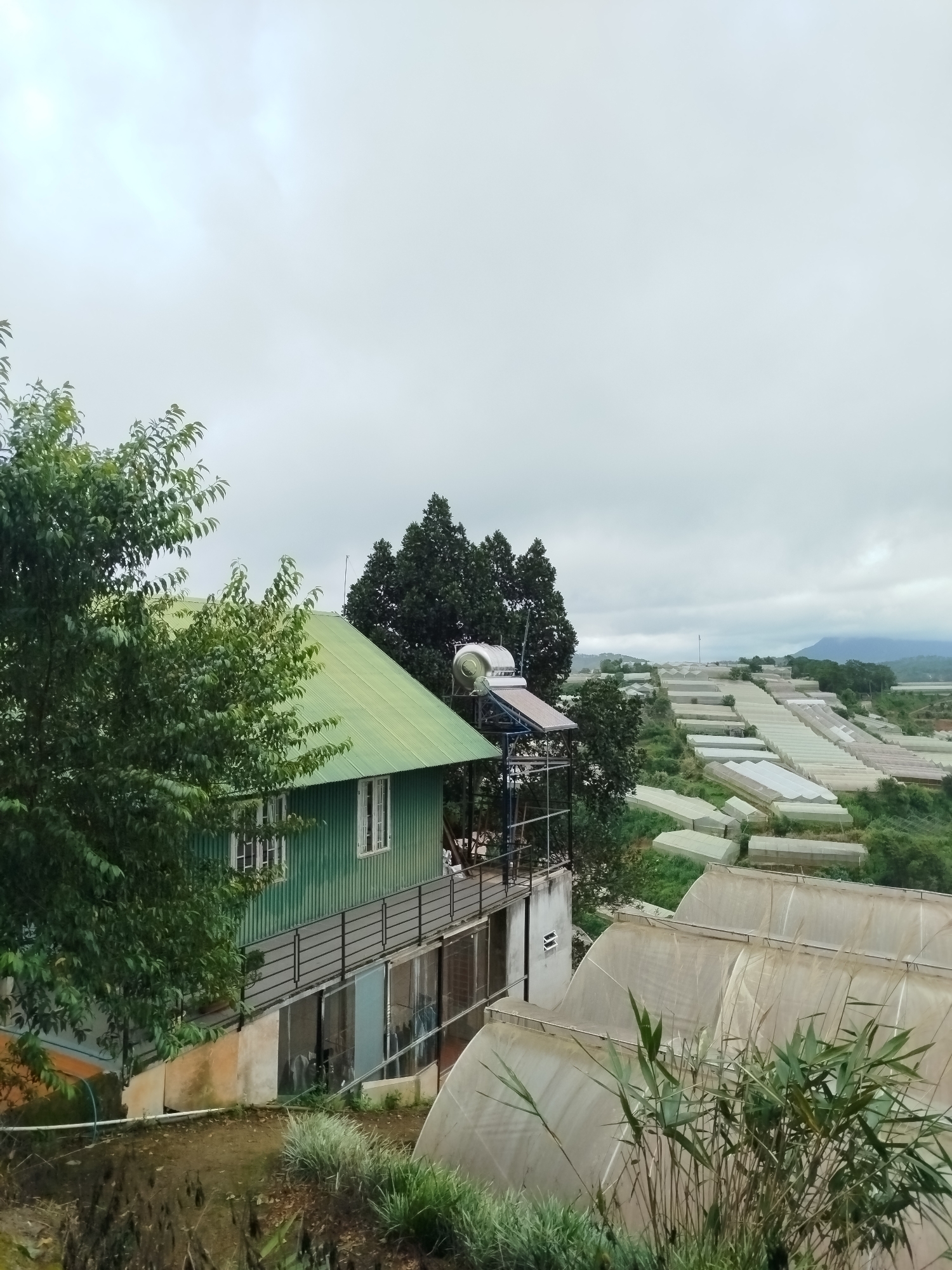 The image captures a panoramic view of the Cam Ly area in Da Lat, Vietnam, characterized by an overcast sky and a lush green landscape. In the foreground, a two-story green wooden house with a metal roof is visible, partially obscured by a large, leafy tree. The house features white-framed windows and a balcony with a black metal railing. Below the balcony, a glass-enclosed area is apparent, with some laundry hanging inside.
Adjacent to the house, and extending into the mid-ground and background, is a vast agricultural area filled with numerous greenhouses. These greenhouses, covered in white plastic sheeting, are arranged in rows and follow the contours of the hilly terrain. Some are elongated, while others are more rounded. The dense collection of greenhouses suggests a significant area dedicated to farming or horticulture.
A solar water heater is mounted on a metal structure beside the house, a common sight in many residences. The background is dominated by rolling hills and mountains, shrouded in mist due to the cloudy weather, adding a serene and slightly muted atmosphere to the scene. The overall impression is one of a rural or semi-rural setting with a strong emphasis on agriculture, specifically greenhouse farming, set against a backdrop of natural, hilly topography.