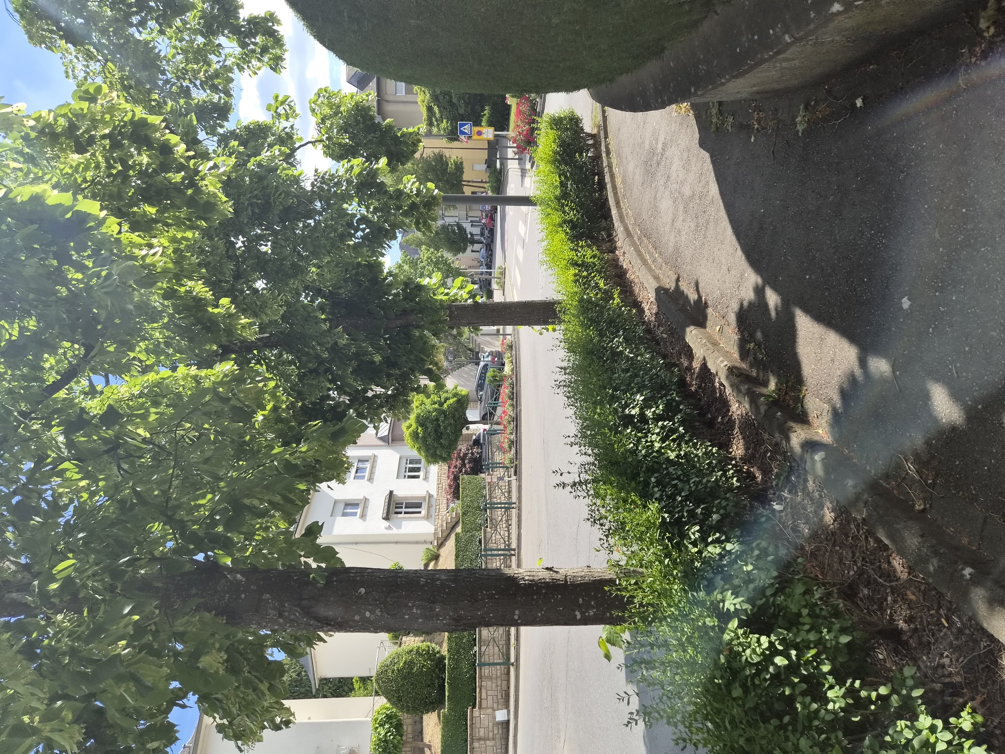 The image captures a street scene in Differdange, Luxembourg, on a sunny day. A paved road curves to the right, bordered by a low, manicured green hedge. Beyond the hedge, a sidewalk or path is visible, casting shadows from the trees overhead. On the left side of the road, white residential buildings with modern architecture are visible, set back on a slight incline and surrounded by more landscaping including sculpted bushes and stone walls. Several mature trees with full green foliage line the street, casting dappled sunlight onto the road and sidewalk. In the background, other buildings and parked cars suggest a residential or mixed-use urban area. A pedestrian crossing and traffic signs, including a blue pedestrian symbol, are present further down the road. The overall impression is of a well-maintained, leafy suburban or town environment.