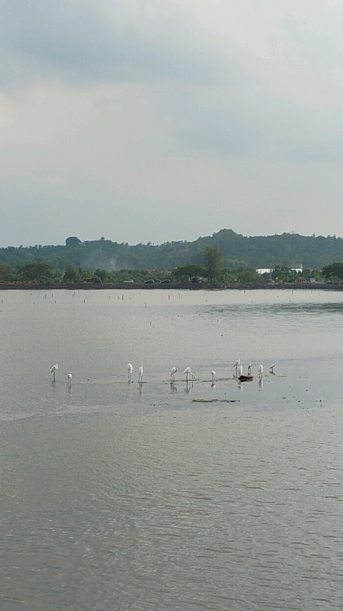 The image depicts a flock of egrets standing in a shallow body of water, likely a fish pond or salt pan, characteristic of the coastal areas around Lhokseumawe, Indonesia. In the background, lush green hills form a natural backdrop, with a road running along the base of the hills, where vehicles are visible. The sky is overcast with clouds. The egrets, primarily white, are scattered across the water, some appearing to forage. The overall scene suggests a serene, natural environment within or near the city.