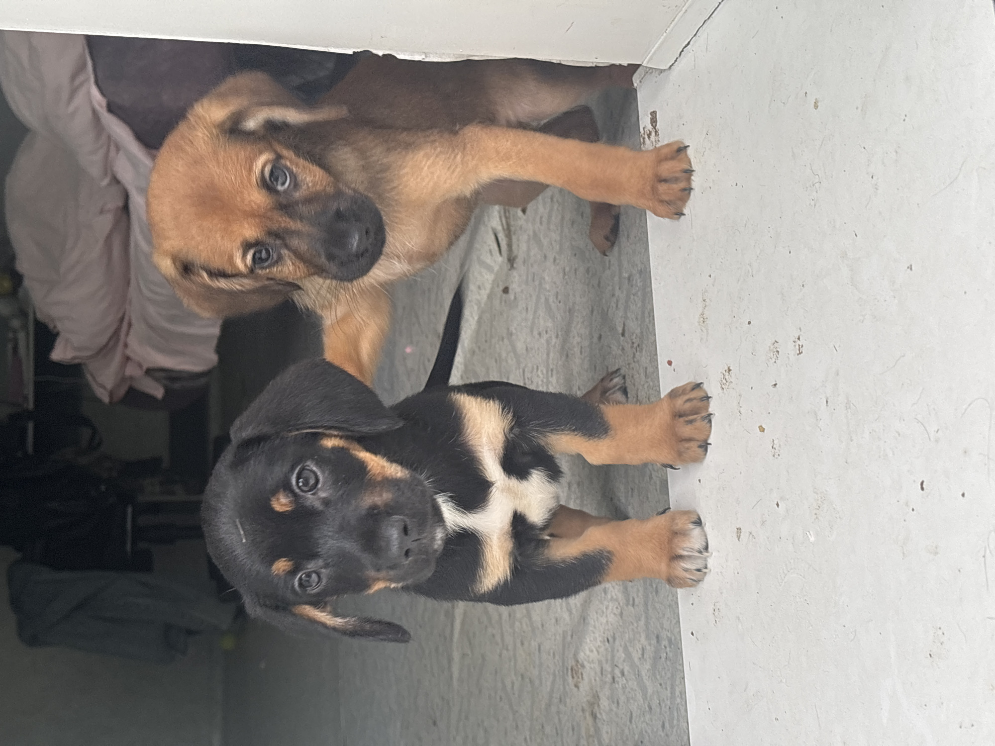 Two puppies are standing on a white surface, near a doorway. The puppy on the left is black and tan with a white chest marking. The puppy on the right is tan and is reaching its paw out, touching the black and tan puppy. In the background, there is a dark room with some items of clothing hanging and a pink blanket. The scene appears to be indoors, possibly a home or shelter.