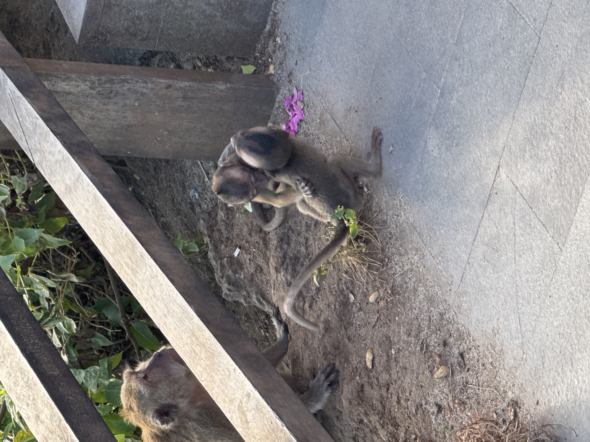 The image depicts a scene on a tiled walkway near a wooden structure, possibly part of a viewing platform or railing, in Nusa Penida, Indonesia. Two monkeys are the primary subjects. On the left, a larger monkey is partially visible, looking to the left, its head and upper body emerging from behind the wooden beams. In the center-right of the image, two smaller monkeys are interacting. One monkey is perched on the back of another, with its arms around the other's neck. Both are young and appear to be grooming or playing. Scattered on the dirt and ground near the monkeys are several peanuts, suggesting they are being fed or have found food. The environment is earthy and somewhat unkempt, with some green foliage visible behind the wooden structure, and a scattering of pink flower petals on the ground near the interacting monkeys. The lighting suggests it is daytime, with sunlight casting shadows.