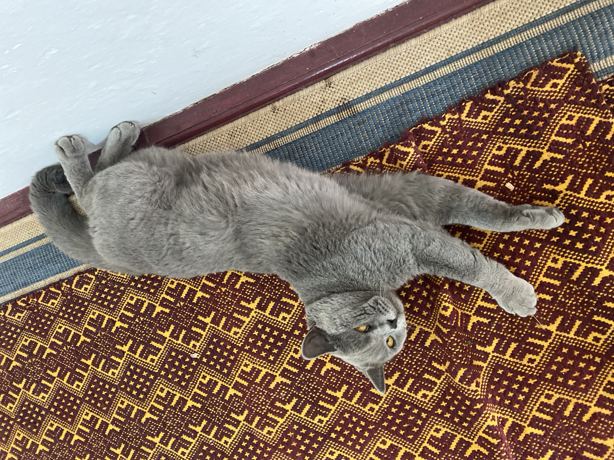 A grey British Shorthair cat with yellow eyes lies stretched out on a patterned mat. The mat has a maroon background with yellow geometric designs. The cat's body is oriented diagonally across the frame. Part of the cat's tail is curled upwards and its paws are extended. The cat is positioned on the right side of the mat, which is itself on the left side of a woven straw mat with blue and beige stripes. A dark red wooden trim borders the right edge of the straw mat, against a pale blue wall. The scene appears to be indoors, on a floor. The location in Târgu Neamț, Romania is not specified by the image.