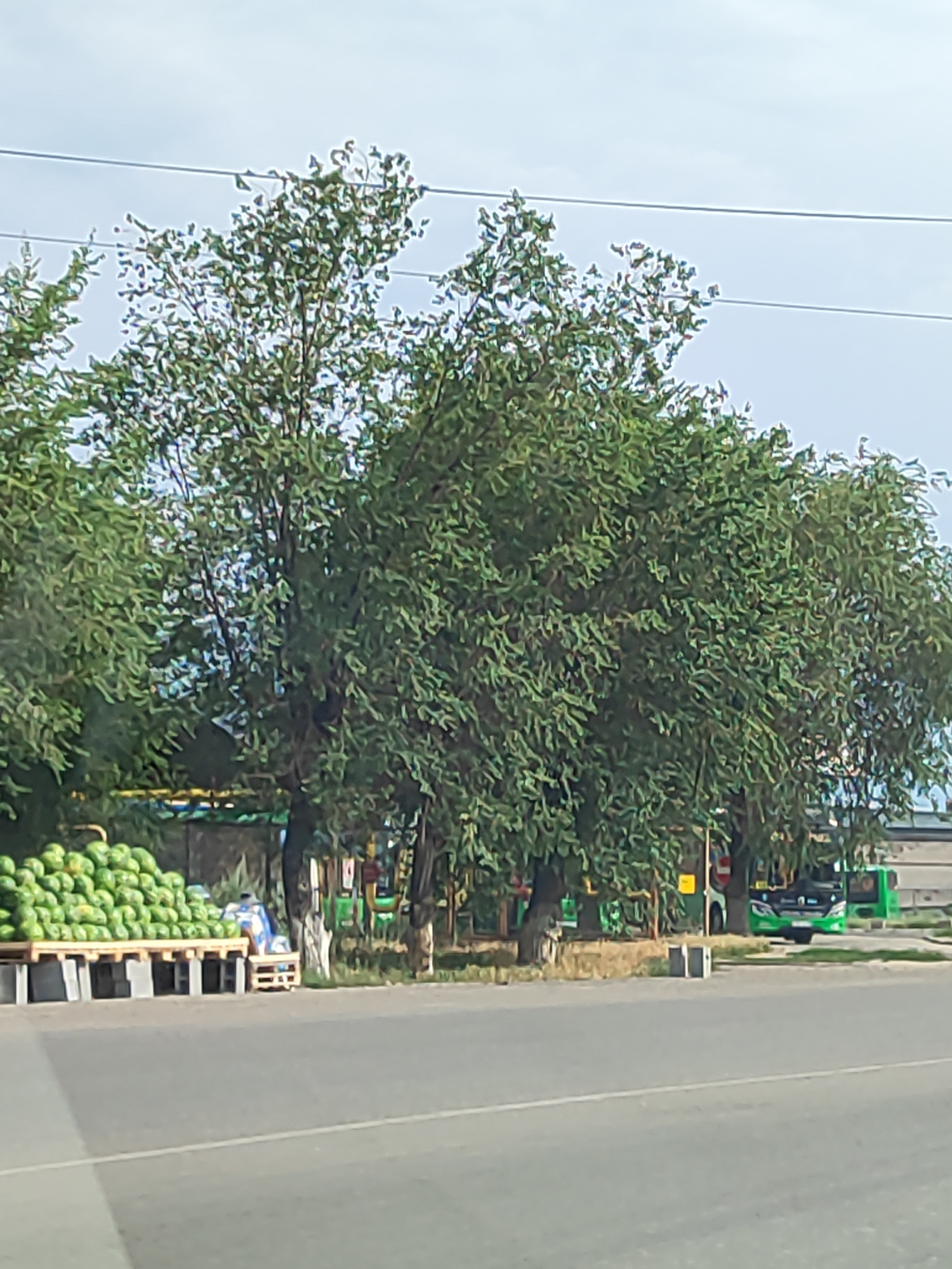 The image depicts a street scene in Almaty, Kazakhstan. In the foreground, a paved road is visible with a faint white line. Beyond the road, a large pile of watermelons is displayed on wooden pallets, suggesting a roadside market or vendor. Several trees with dense green foliage line the background, casting shadows. In the distance, there are buildings and what appear to be green buses, indicating a public transportation or service area. Power lines stretch across the sky. The overall environment appears to be an outdoor, semi-urban setting.