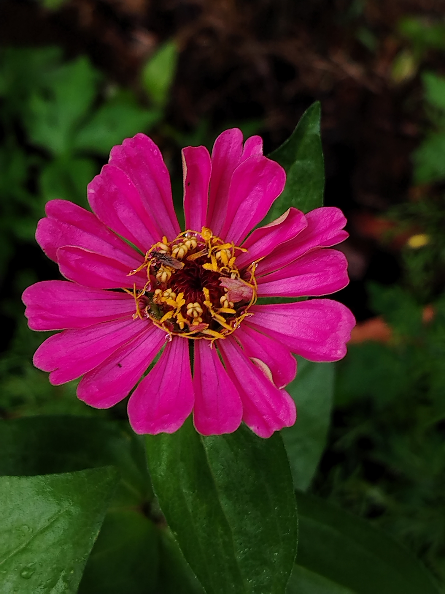 A close-up, high-angle, vertical shot shows a vibrant pink zinnia flower in the center of the frame. The flower's petals are a deep, saturated pink with lighter pink edges and a yellow center. The center of the flower contains yellow stamens and dark brown pistils, and a small, dark insect is visible resting on the stamens. The flower is surrounded by lush green leaves, some of which have water droplets on them. The background is a dark, blurry mix of green leaves and brown soil, suggesting an outdoor garden setting. There are no people or man-made structures visible in the image.