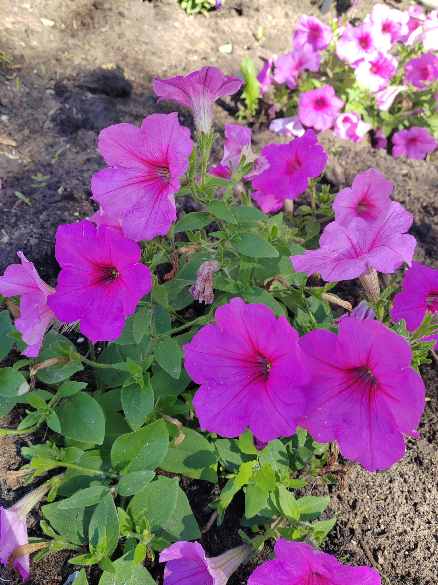 The image shows a close-up of a cluster of petunia flowers in a garden setting. The flowers are predominantly vibrant shades of purple and pink. Some of the petunias are in full bloom, displaying their characteristic funnel shape and prominent veining. Green foliage is visible beneath the flowers. The plants are growing in a bed of dark soil. In the background, more petunias of a lighter pink hue are visible. The location is not specified, and there is no information about people or other subjects in the image. The focus is on the flowers themselves and their immediate surroundings.