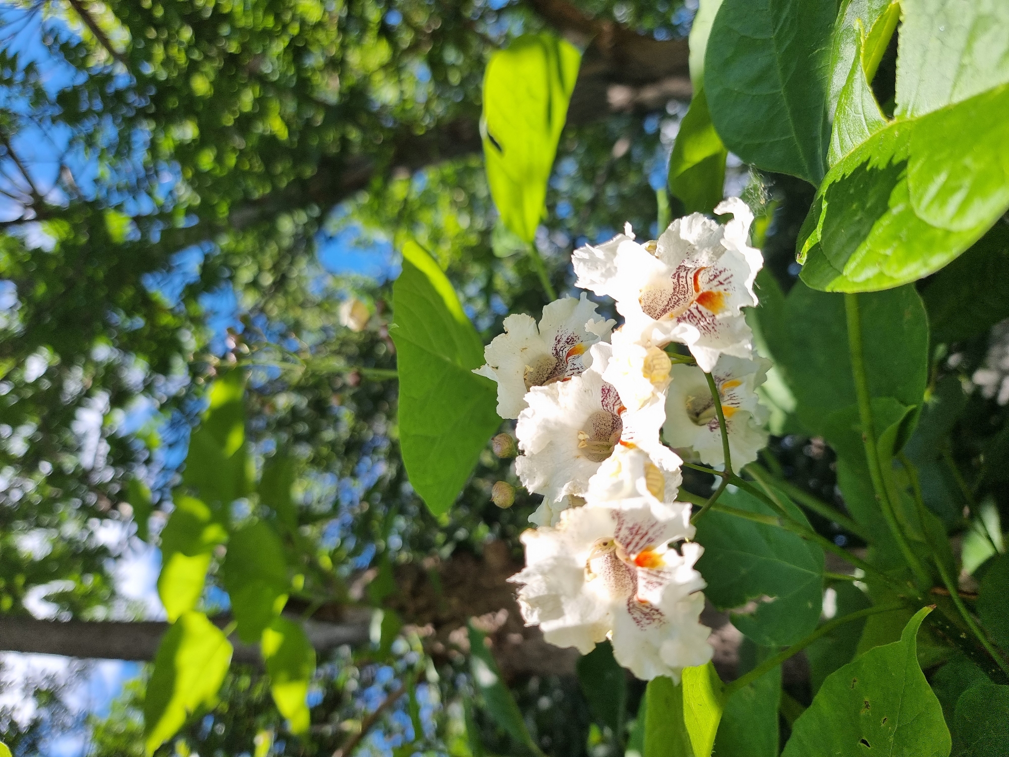 The image captures a close-up view of a cluster of white, trumpet-shaped flowers with reddish-brown markings, likely Catalpa flowers, blooming on a tree. The flowers are surrounded by large, green leaves, some of which are illuminated by sunlight, creating a dappled effect. In the background, the lush green canopy of the tree is visible against a bright blue sky, with the texture of tree trunks also discernible. The scene appears to be outdoors, possibly in a park or garden setting within the city of Kryvyi Rih, Ukraine, given the context provided. There are no people or animals visible in the frame. The focus is on the delicate beauty of the flowers and the surrounding natural elements.