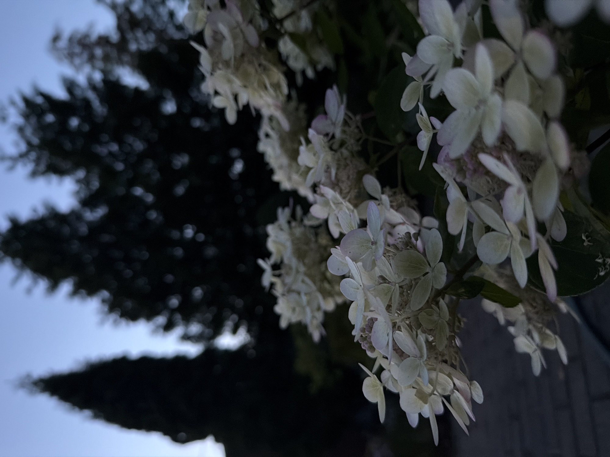 The image shows a cluster of white hydrangeas in the foreground, with their delicate petals catching the dim evening light. In the background, silhouetted trees are visible against a twilight sky. The scene appears to be from a garden or park setting, possibly in Ladushkin, Russia, given the characteristic evergreen trees common in the region. The overall mood is serene and tranquil, suggesting a peaceful evening outdoors.