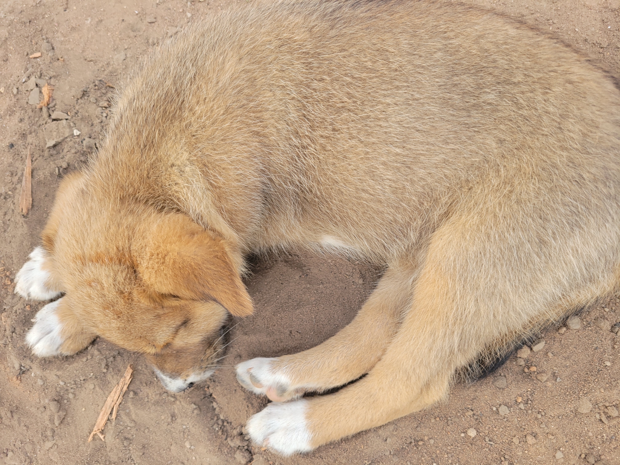 A medium-shot depicts a puppy curled up on the ground in what appears to be an outdoor setting in Markurdi, Nigeria. The puppy has tan and light brown fur with white paws. Its head is resting on its front paws. The ground is composed of dirt and small pieces of debris.
