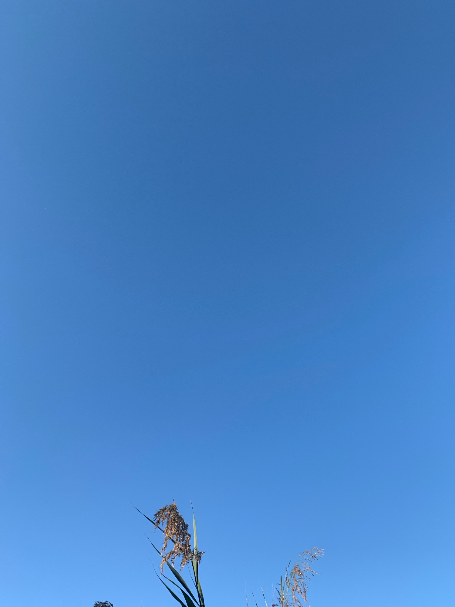 A clear, bright blue sky dominates the image, filling the majority of the frame. In the lower portion of the image, the tops of several tall, dry grass stalks with seed heads are visible, silhouetted against the sky. The grass appears to be in a natural, outdoor setting. The image was captured at an angle looking upwards, with the horizon not visible. The composition focuses on the vastness of the sky and the delicate details of the dried vegetation. The location is specified as Massenzatica, Italy.