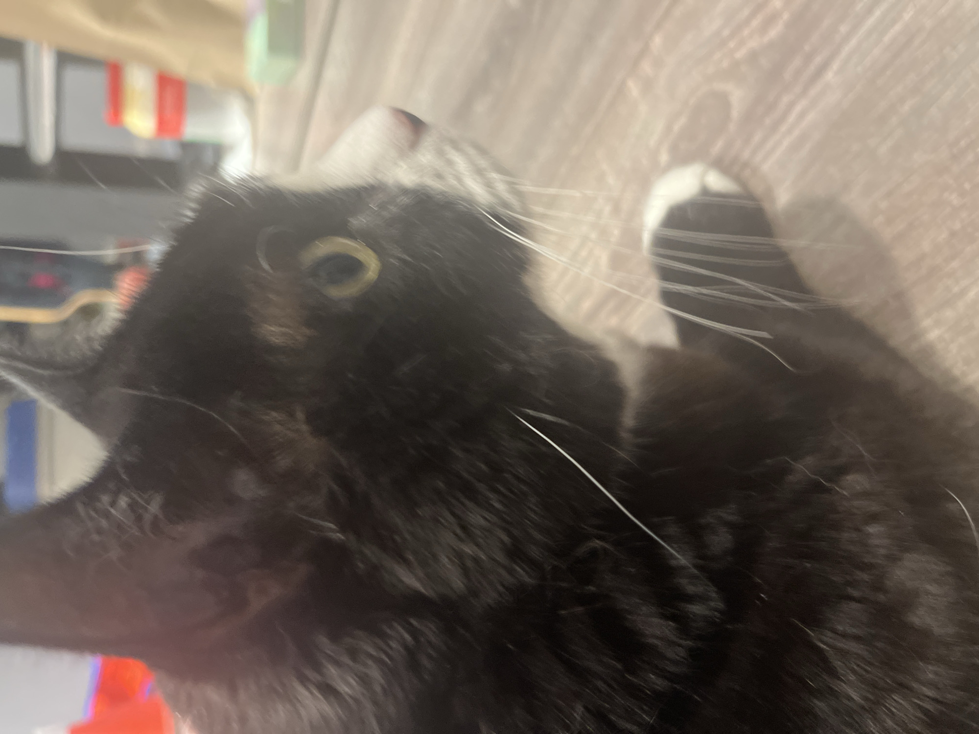 A close-up, angled shot reveals a black and grey cat resting on a wood-grained surface. The cat's head is turned upward, displaying a yellow eye. Its whiskers are prominent, and a white-tipped paw is visible on the right side of the frame. The location cannot be determined from the image.