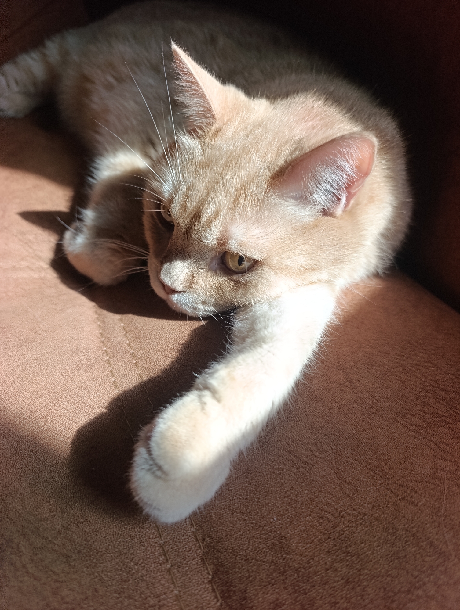 A ginger cat is lying on a brown textured surface, possibly a couch or upholstered chair, in what appears to be an indoor setting. The cat is positioned diagonally across the frame, with its head resting on its paws. Sunlight is casting a shadow on the surface to the left of the cat. The cat's fur is light ginger, and its eyes are a golden-yellow. The lighting creates a contrast between the illuminated areas of the cat and the darker, shadowed regions. The overall impression is one of a relaxed or resting animal. There are no people or other animals visible in the image. The location in Ivanovca, Russia, is not discernible from the visual information provided in the image itself.