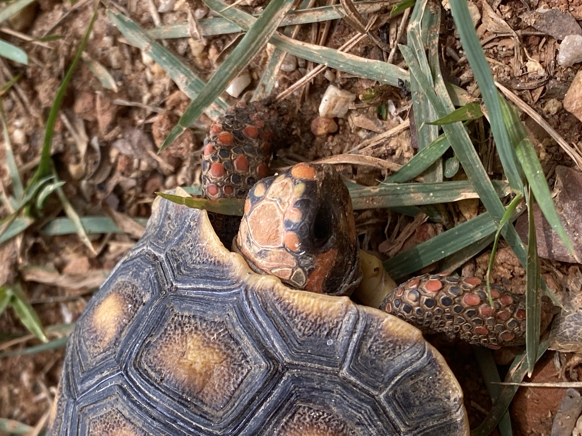 The image shows a red-footed tortoise in Tinaquillo, Venezuela, partially obscured by grass and leaves on the ground. The tortoise's shell has a dark grey pattern with brown/tan patches. The head is mostly dark with brown and orange markings. The tortoise's legs are visible, marked with a pattern of black circles and red/orange spots. The ground is covered with dry leaves, dirt, and small stones.