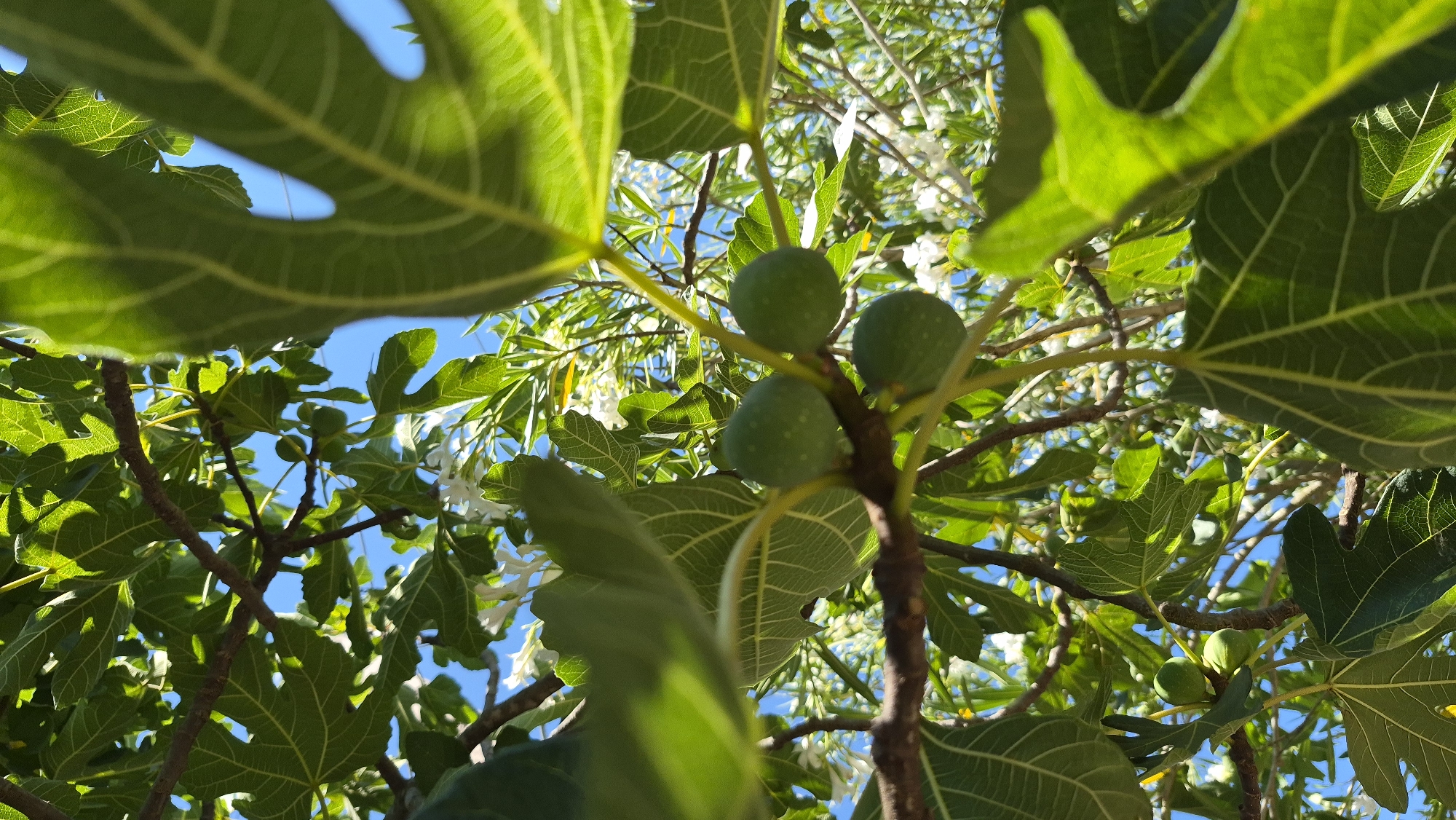 A close-up, low-angle shot captures a cluster of three small, green figs hanging from a branch amidst the lush foliage of a fig tree. The figs are round and smooth, with a subtle sheen reflecting the sunlight. They are clustered together on a thin stem, with one fig slightly lower than the other two. Large, deep green fig leaves with prominent veins fill the frame, some illuminated by the sun, creating a dappled effect. The background is a bright blue sky interspersed with more green leaves and delicate white flowers. The image appears to be taken outdoors in natural light, likely in a garden or park.
