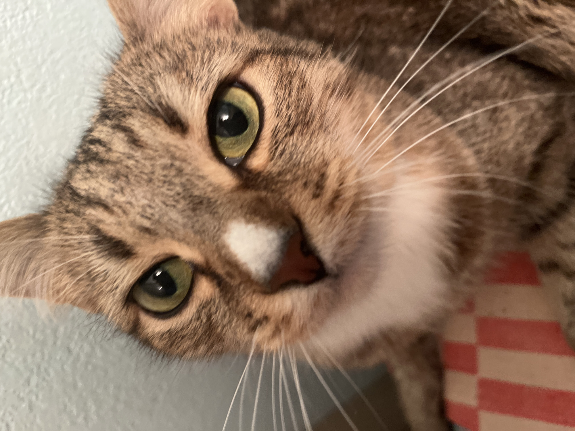 A close-up, slightly angled shot shows the face of a tabby cat with green eyes. The cat's fur is a mix of brown and tan shades with darker stripes. It has a small white patch on its nose. Long, white whiskers extend from either side of its muzzle. Part of a red and white checkered object is visible in the lower right corner of the frame. The background appears to be a light blue or gray wall. There is no indication of the location being Izhevsk, Russia.