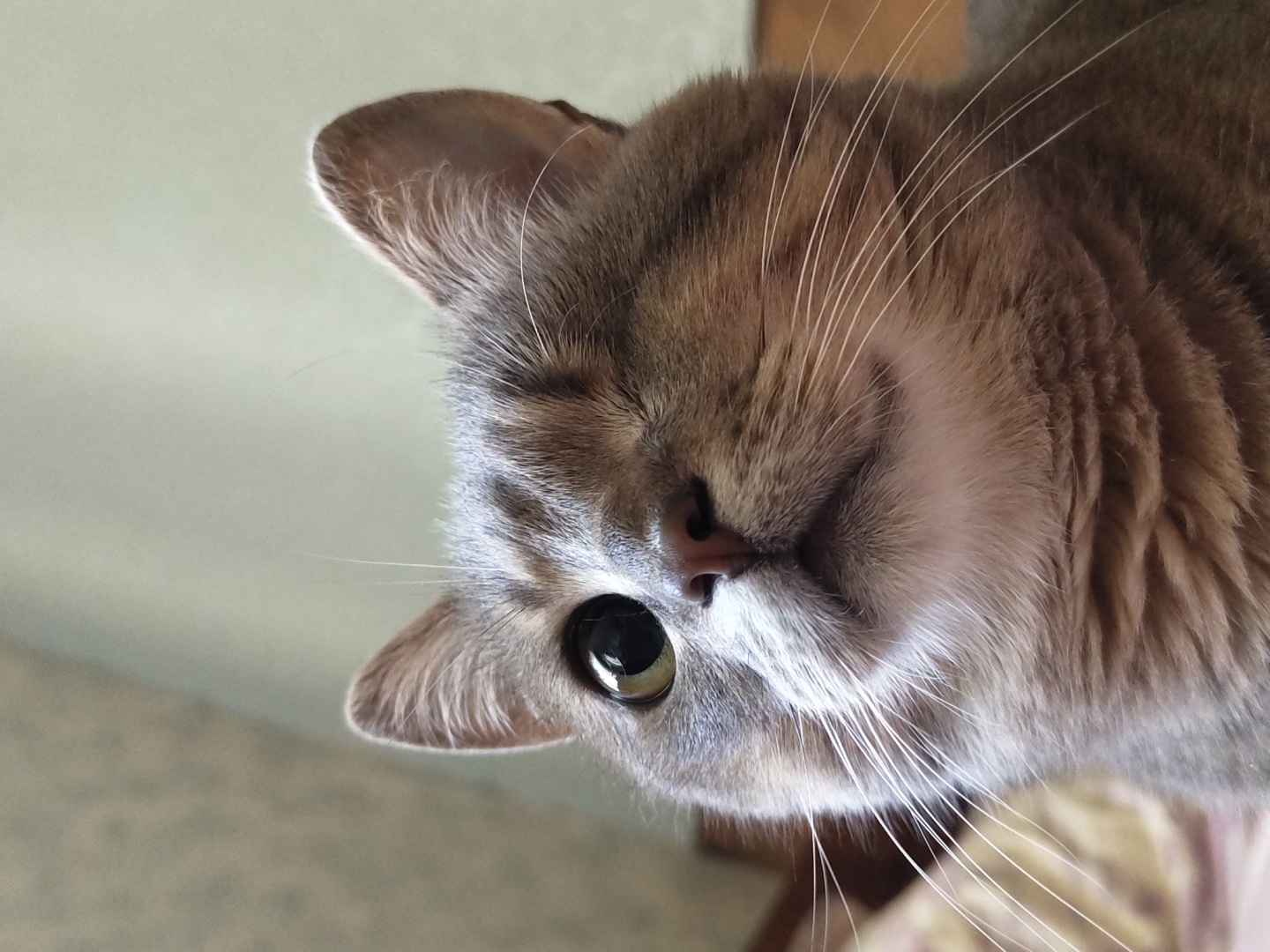 This is a close-up, eye-level, outdoor, natural light photograph of a one-eyed tabby cat. The cat is facing slightly upwards and to its right. The cat's left eye is open and green, while its right eye is closed. Its fur is gray with darker tabby markings. The cat has white whiskers and a pink nose. The background is out of focus, with a light green wall and a blurred pattern that suggests bedding.