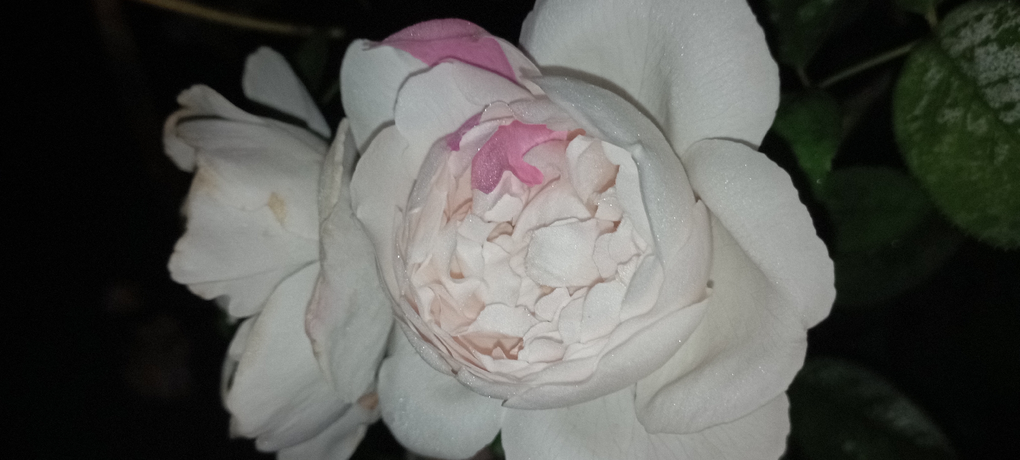 A close-up, low-light photograph shows two white roses against a dark background. The rose in the foreground is partially opened, revealing delicate, ruffled petals that are tinged with pink in some areas. The petals are covered in tiny water droplets, which sparkle in the light. The rose in the background is fully bloomed and out of focus, with its petals appearing smooth and pristine. The dark background suggests the photograph was taken at night or in a dimly lit environment. The image is a still life, with no people or discernible activity. The location in the city of Radisne, Ukraine is not indicated by any visual cues in the image.