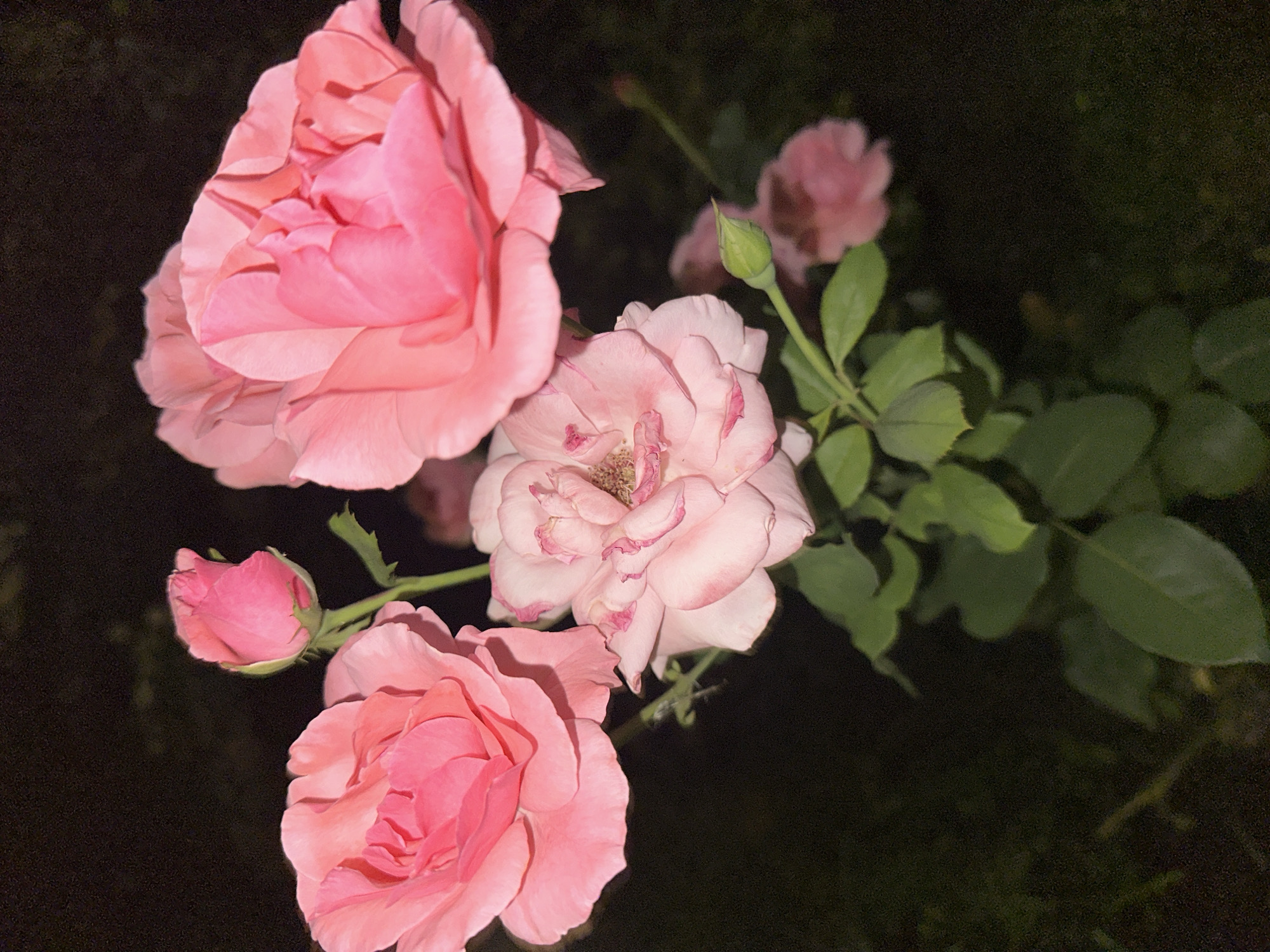In the city of Nevinnomyssk, Russia, a close-up, low-light photograph captures a cluster of blooming pink roses. The roses are in various stages of bloom, with several fully open flowers and at least one bud. The petals are a soft pink, with some variations in hue suggesting different varieties or lighting conditions. Green leaves and stems are visible, providing a natural backdrop. The background is dark and indistinct, indicating the photograph was taken at night or in a dimly lit area, possibly a garden. No people or animals are present in the scene.