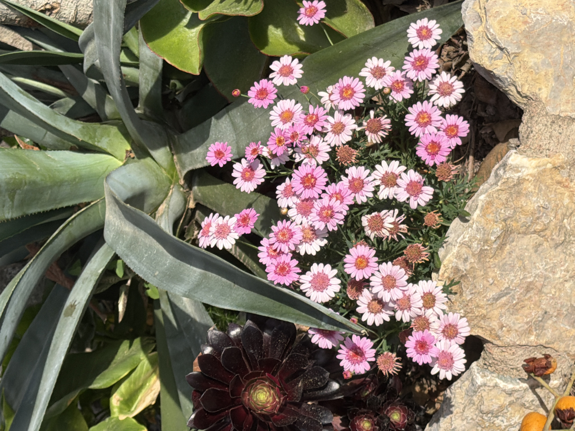 The image shows a close-up of a garden or natural area in Mont-roig del Camp, Spain. Several plant types are visible, including what appears to be an agave plant with long, gray-green leaves, several dark-colored Aeonium succulents with rose-like shapes, and a cluster of pink daisies. Some rocks are also visible on the right side of the image.