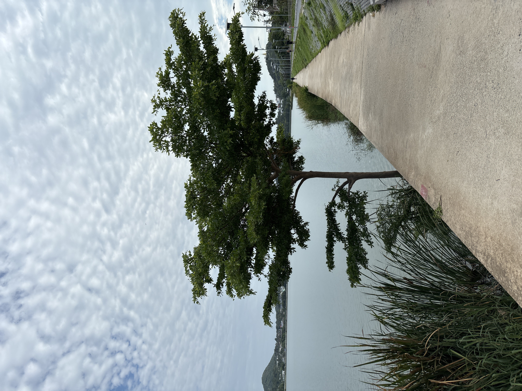The image depicts a park in Baan Chaweng, Thailand. A tree stands on the left side, its branches extending over a body of water. A concrete walkway runs along the water's edge, with a grassy embankment on the opposite side. The sky is overcast with numerous small, textured clouds. In the distance across the water, there are buildings visible at the base of a mountain. Street lights are visible along the walkway. Tall grass grows along the edge of the walkway.