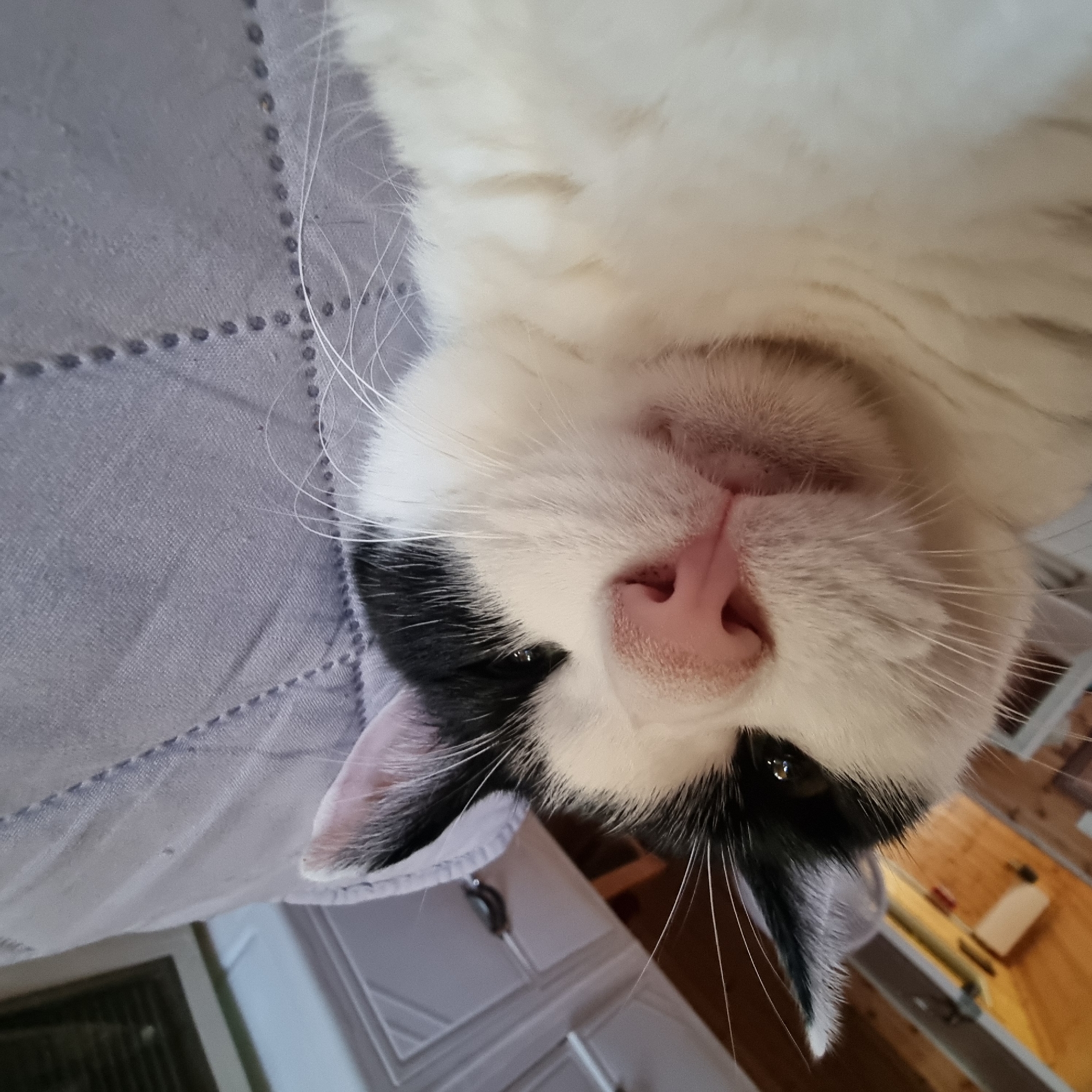 The image is a close-up, low-angle, outdoor photograph of a black and white cat's face. The cat is positioned in the foreground, facing the camera with its head tilted slightly. The cat has prominent whiskers, a pink nose, and one visible eye with a dark pupil. Its fur is predominantly white with black markings on its head and ears. The background is blurred but appears to be an indoor setting with wooden elements and some white furniture or cabinetry. The cat is resting on a quilted surface, possibly a blanket or pillow, which is light purple or grey in color. There is no visible indication of the location being in Dunnae-myeon, South Korea, as the image lacks any identifying landmarks or contextual clues for that specific geographical area. The scene is static, focusing solely on the cat.