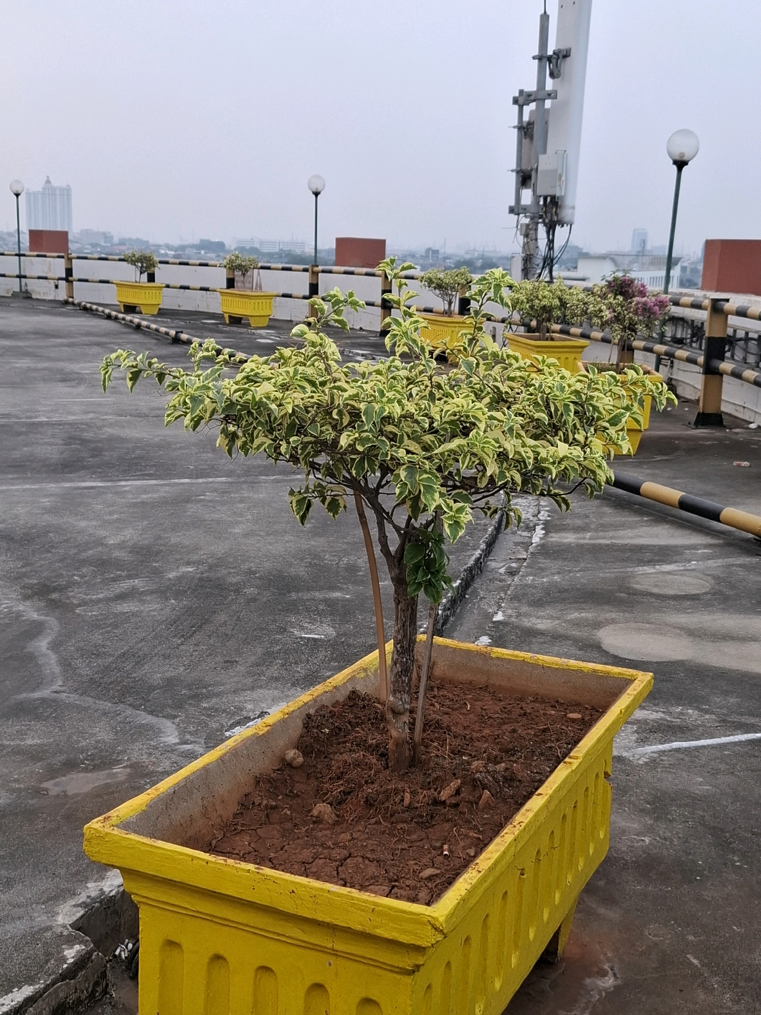 A tree with variegated green and yellow leaves is planted in a bright yellow, decorative planter. The planter is positioned on a grey concrete surface, likely a rooftop or elevated walkway, given the presence of a railing and distant city buildings. In the background, several other yellow planters with smaller plants are visible. A tall communication tower with various antennas stands to the right, and streetlights are scattered throughout the scene. The sky is overcast, suggesting a cloudy day. The overall environment appears to be an urban outdoor space, possibly part of a rooftop garden or a public area in Central Jakarta, Indonesia. There are no people or animals visible in the image.