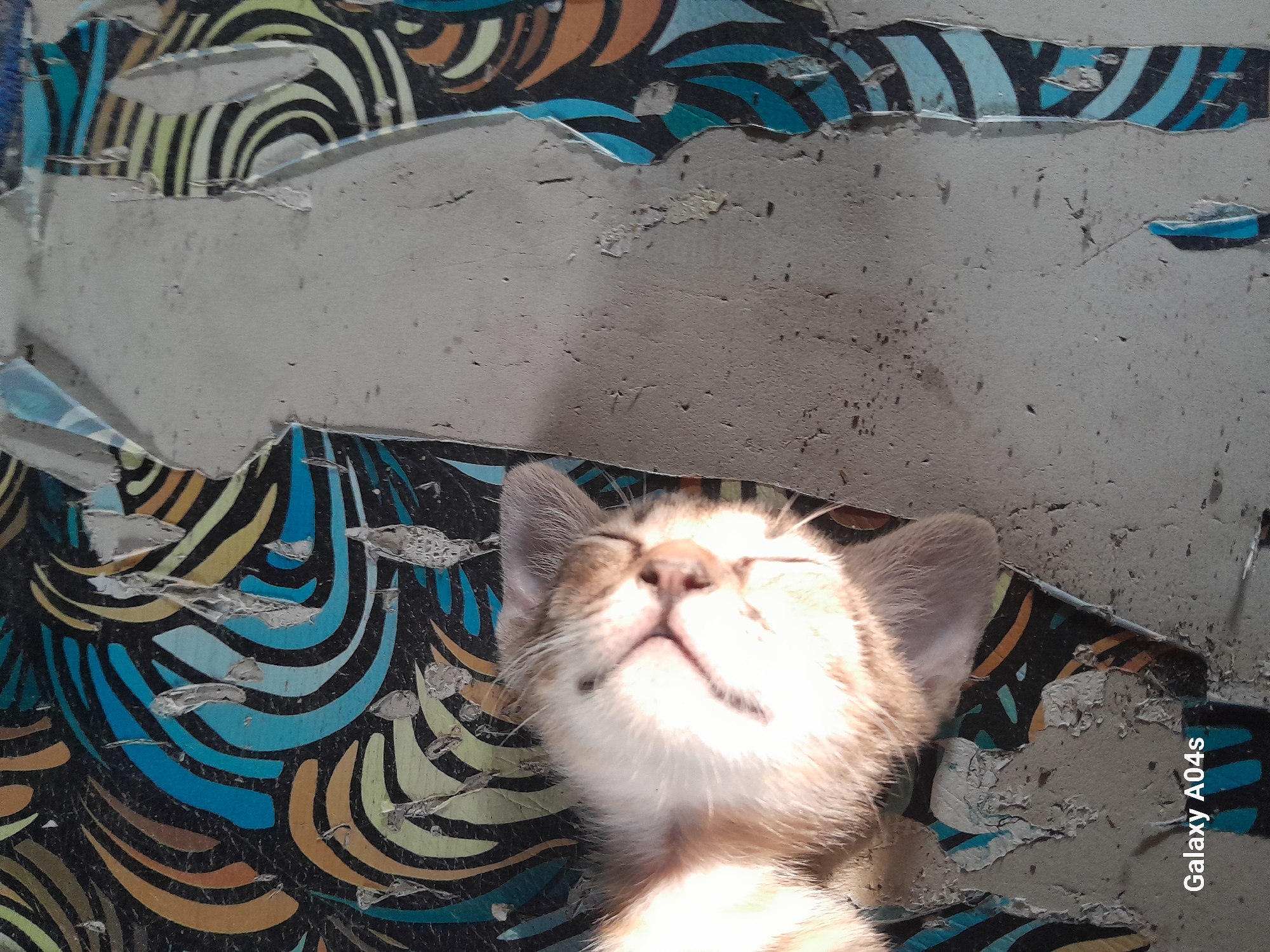 A light-colored cat is sleeping on a surface with a torn, patterned wallpaper. The wallpaper features swirling patterns in shades of blue, orange, yellow, and black. The cat's fur is light brown and white, and it is lying on its back with its eyes closed. The surface appears to be a wall, as evidenced by the peeling wallpaper. The image also includes a watermark in the bottom left corner that reads "Galaxy A04s." The location is identified as Pilangpayung, Indonesia.