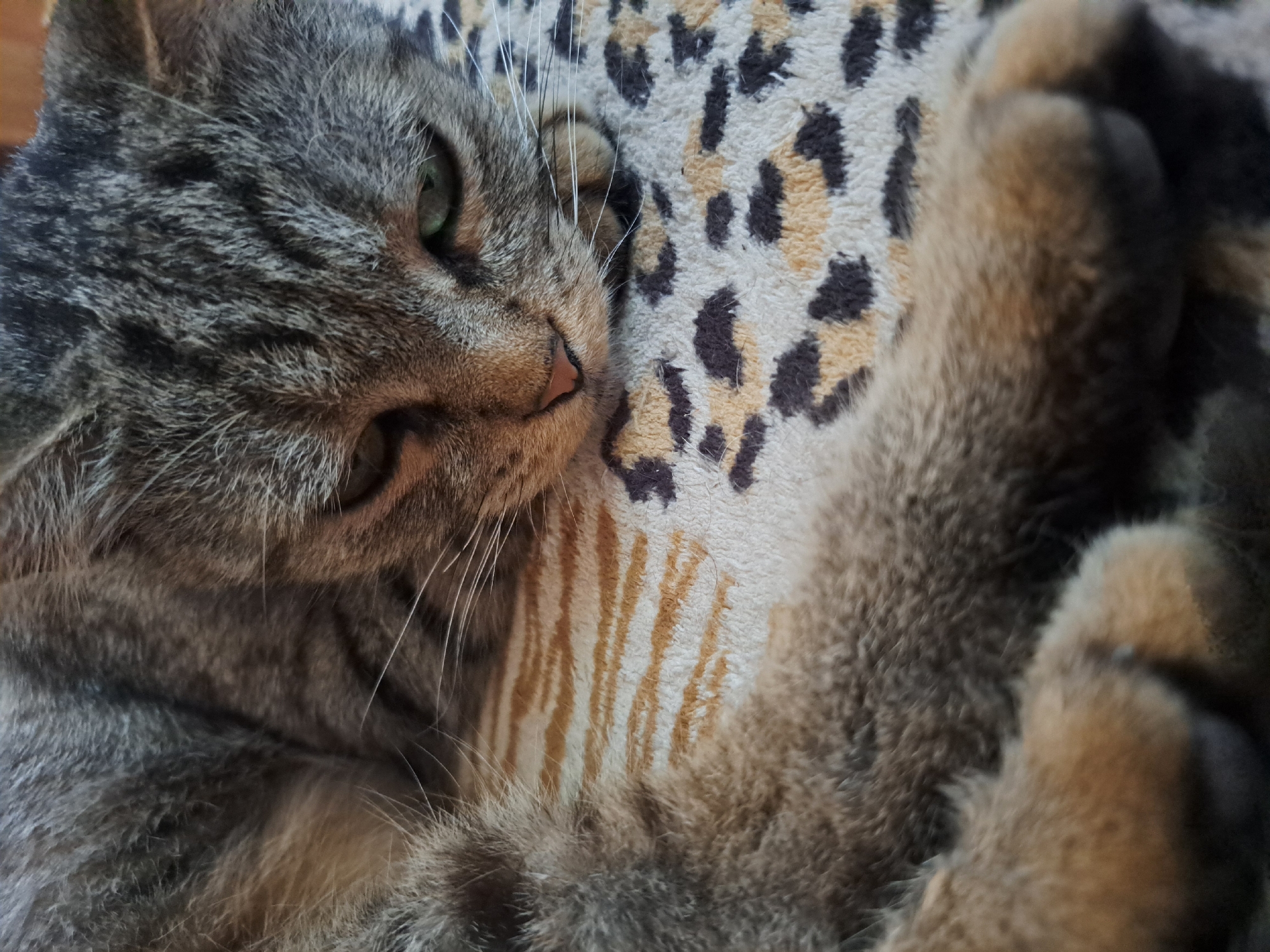 A close-up, eye-level shot shows a tabby cat lying on a blanket with a leopard and tiger stripe pattern. The cat's head is resting on its paws, and its eyes are partially closed. The cat's fur is a mix of gray, brown, and black stripes. The blanket is a light beige color with brown and black leopard spots, and thin orange tiger stripes. The scene appears to be indoors, likely in a home environment. The specific location within the city of Vypasne, Ukraine, is not discernible from the image itself.