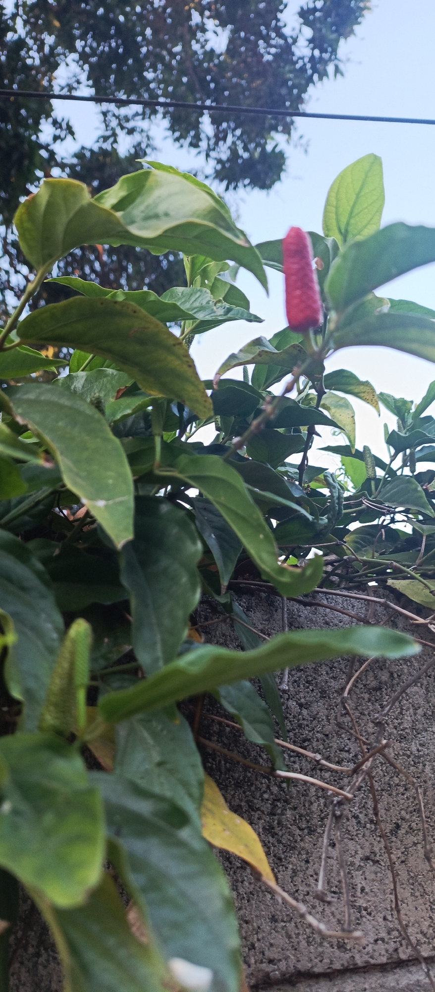 A close-up, vertical shot shows a vibrant red flower on a plant with large green leaves. The plant is positioned in front of a rough, gray stone wall, with dried vines clinging to it. In the background, out of focus, are the blurry shapes of trees and a pale blue sky, with a dark wire running horizontally across the upper portion of the image. The scene appears to be outdoors, possibly in a garden or yard in Arjasa, Indonesia.