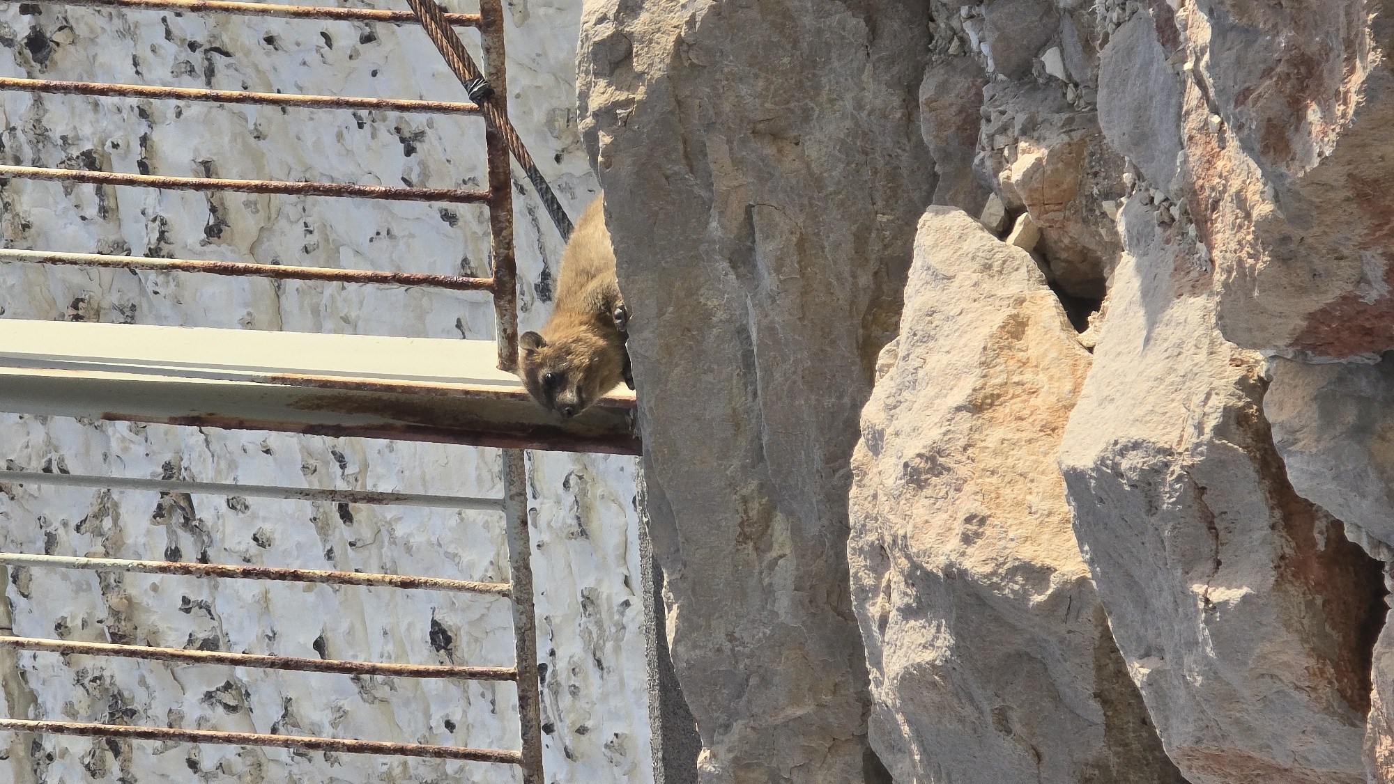 A small, furry animal, possibly a rock hyrax, is perched on a large, grey boulder in Mate Asher Regional Council, Israel. The animal is facing towards the left of the frame, with its head slightly turned to the side. It has a brown coat and appears alert. Behind the animal, a rusty metal fence with vertical bars stands against a textured white wall. Sunlight casts shadows on the rocks and the wall, suggesting it is daytime. The environment appears rocky and arid, consistent with the region.