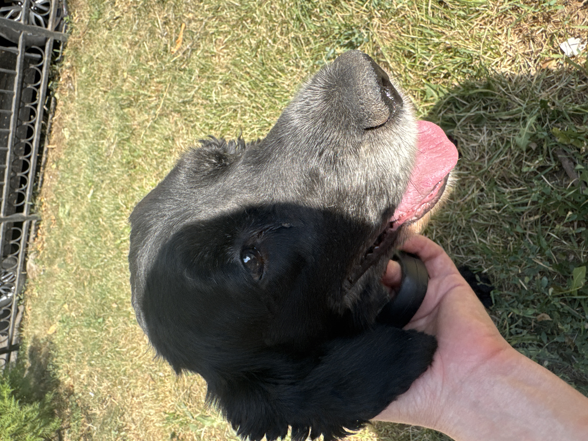 A close-up, side profile of a black and grey dog's head is held by a person's hand. The dog is outdoors, with green and brown grass visible in the background, along with a black metal fence and some green foliage. The dog's tongue is sticking out, and its fur is dark with grey highlights around its muzzle, indicating it may be older. The sun casts a shadow across the dog's face. The setting appears to be a park or yard in Almaty, Kazakhstan.