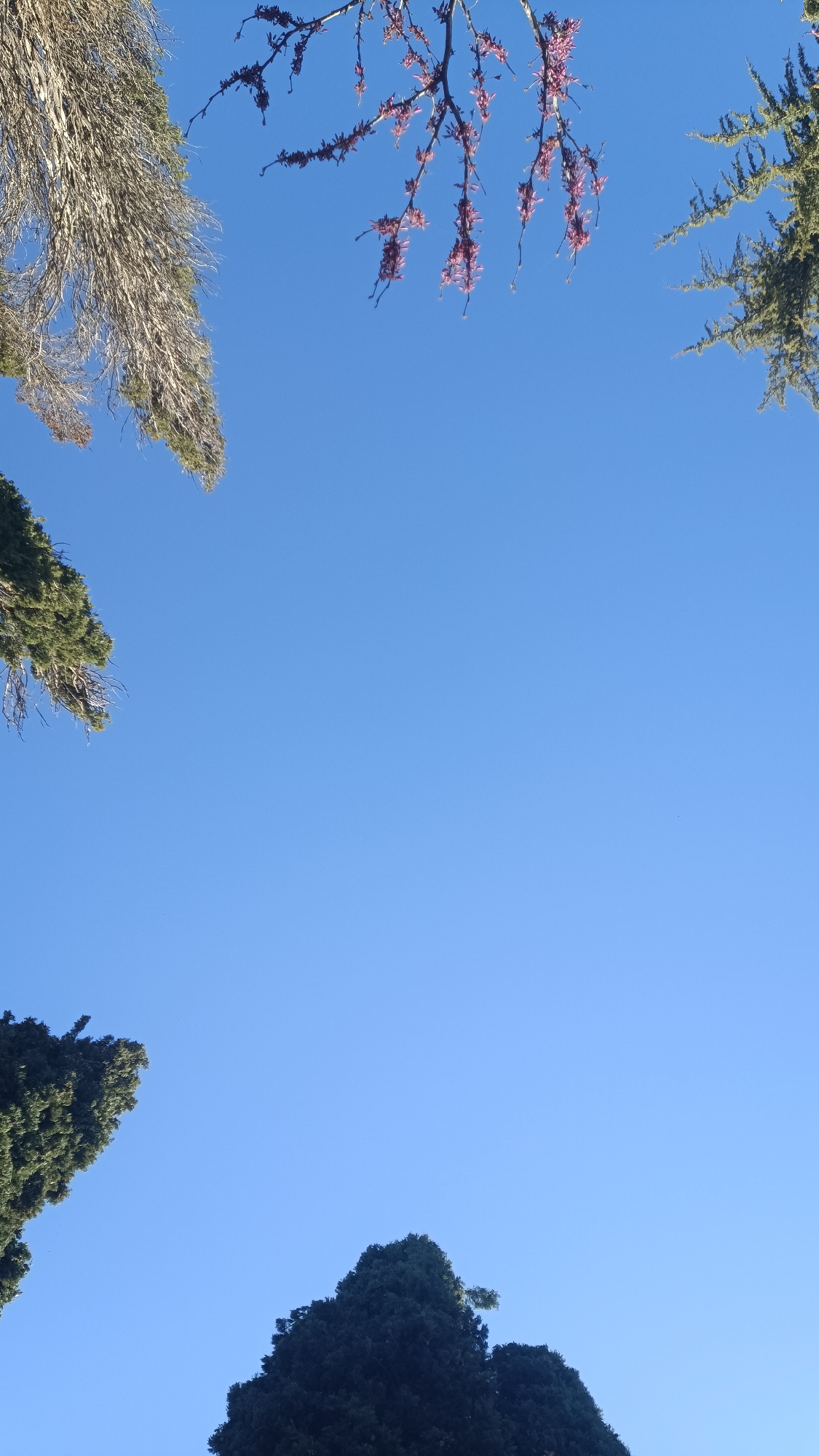 The image is a view looking up into a clear, bright blue sky. The frame is partially bordered by trees. The branches of a tree bearing small, pink flowers appear in the upper center of the frame. In the upper left is a tree with bare, light-colored branches. To the upper right, the foliage of a green tree is visible. At the bottom left and bottom center, the tops of dark green trees are visible. I don't have information about the specific location.