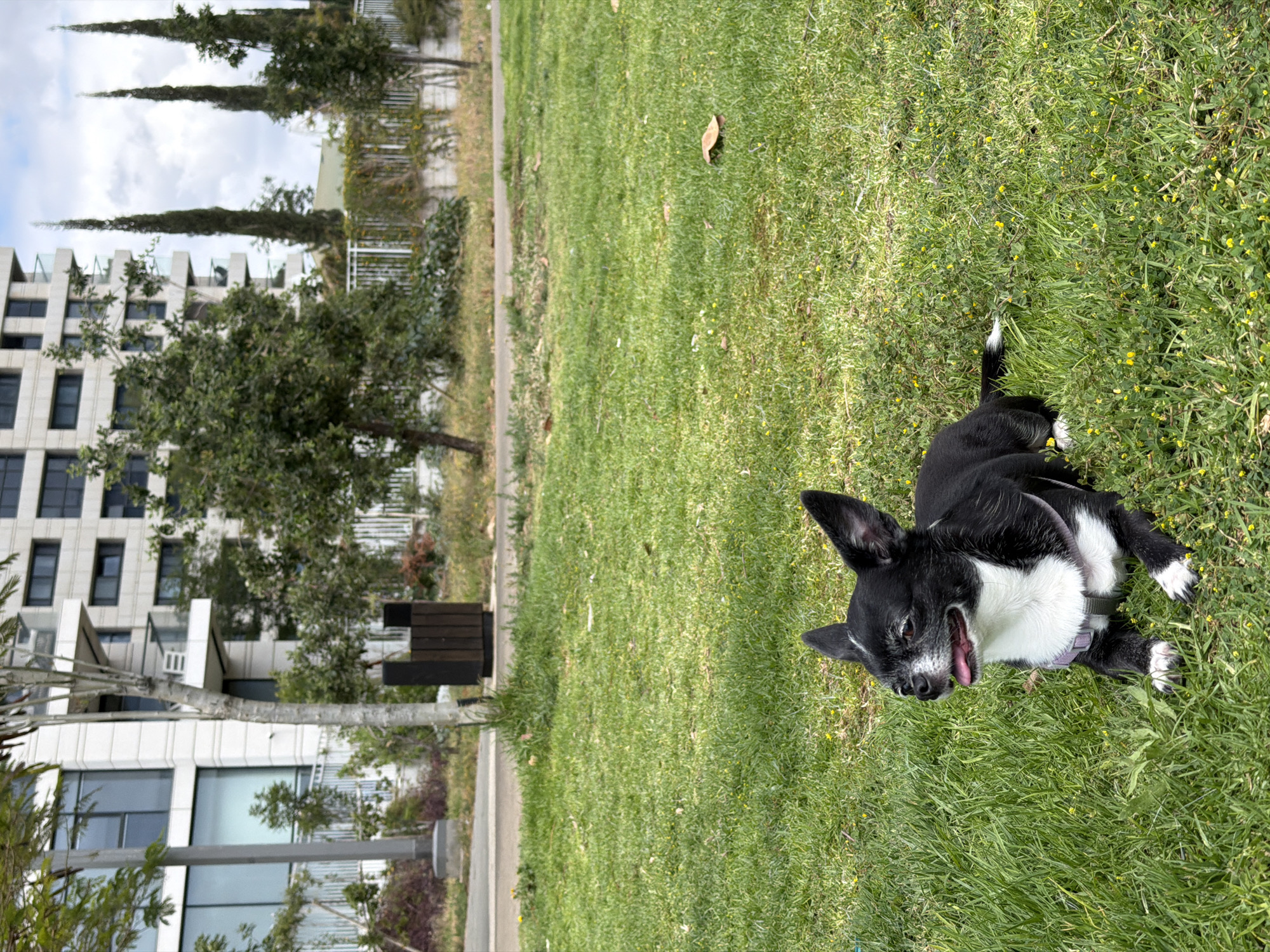 A black and white chihuahua dog lies on a patch of grass in a park. The dog is panting, its tongue visible. The park appears to be located in an urban area with a modern building and trees visible in the background. The location is likely Tel Aviv, Israel.