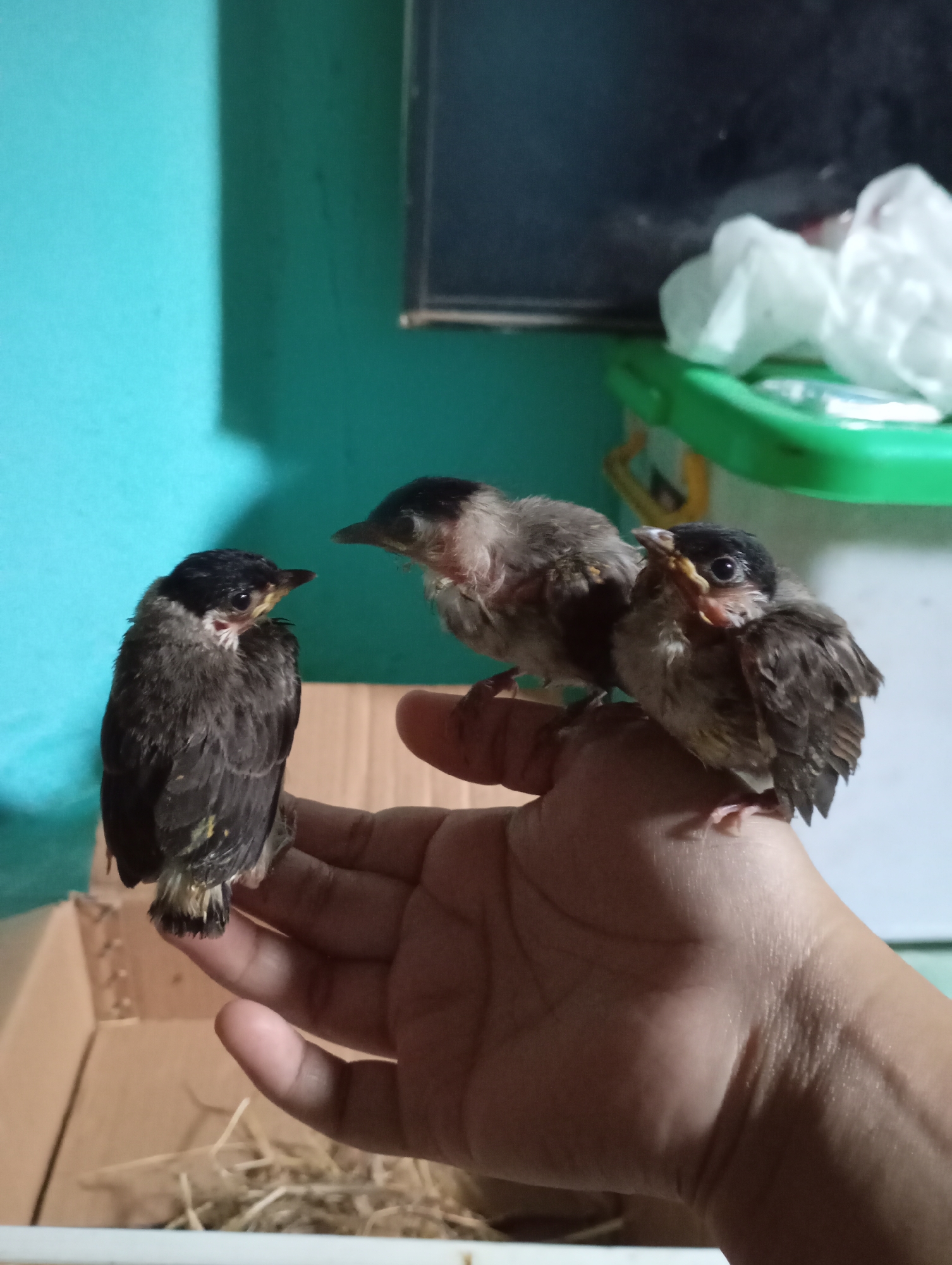 A person's hand is holding three young birds. The hand is positioned in the foreground of the image, with the birds perched on its fingers and palm. The birds appear to be of the same species, with dark heads and bodies, and lighter undersides. They are all facing in different directions, and one bird has its beak open as if chirping. In the background, there is a turquoise wall on the left, and a blurry shelf with some items on it to the right. The lighting is dim, suggesting the photograph was taken indoors. The location of Kecamatan Haurgeulis, Indonesia, is not visually identifiable in the image.