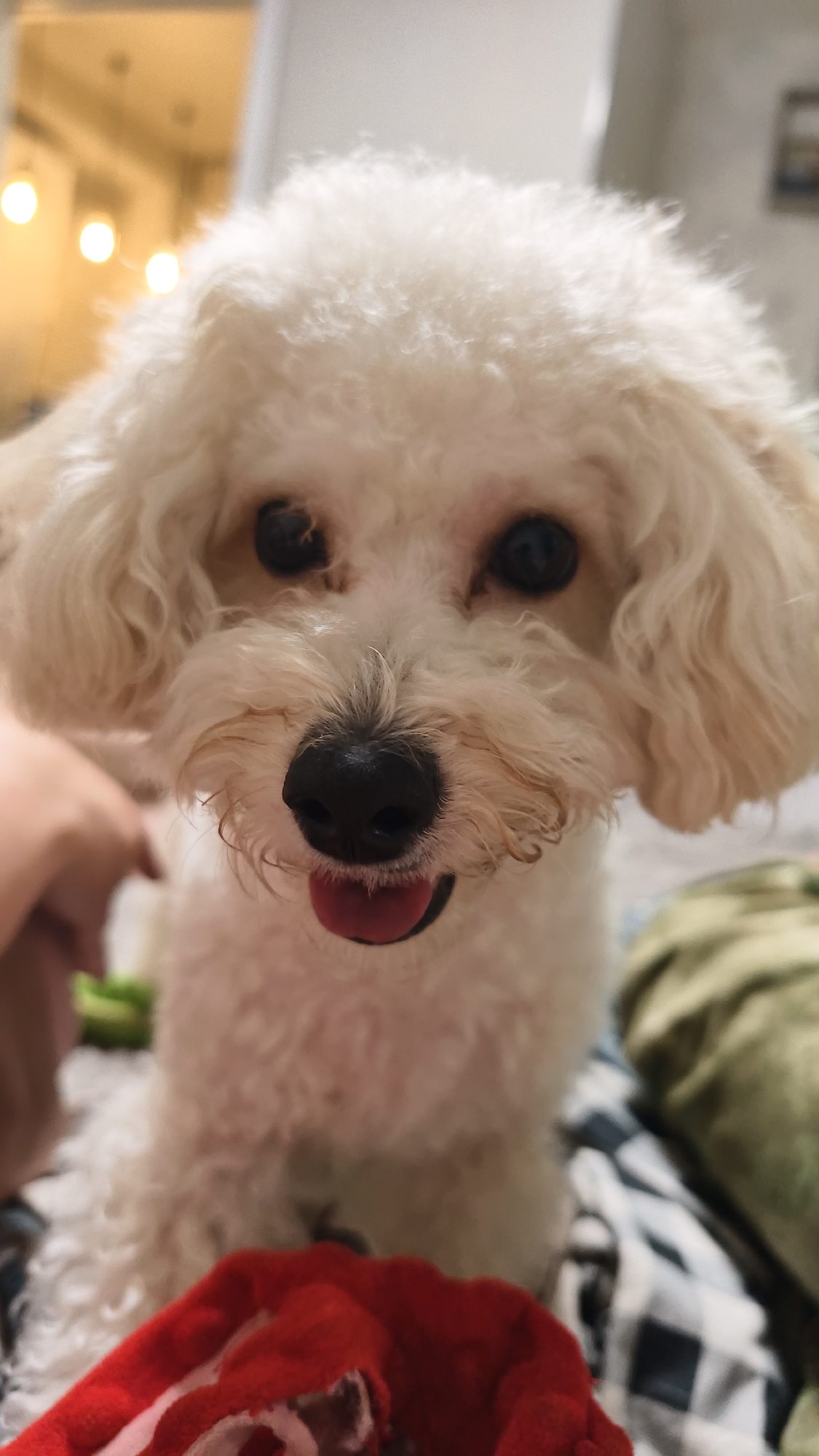 A close-up shot focuses on a small, white, curly-haired dog, likely a poodle or a poodle mix. The dog is looking directly at the camera with its tongue slightly protruding. The dog's nose is black. The background is blurry, but hints of a room interior are visible, including soft lighting from light fixtures. The surface the dog is standing on appears to be fabric, with a pattern of white, green, and black on it. There is a small portion of a red object also visible in the lower part of the image. There is not enough information to determine the location of this image in Chaikovsky, Russia.