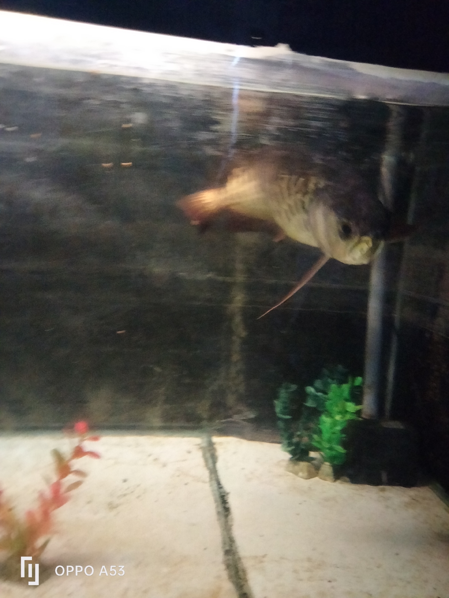 A medium shot captures a fish swimming in an aquarium. The fish, with its scales shimmering and a long fin extended, is the central subject. Its mouth is slightly open, and its eye is visible. In the background, a dark, textured wall forms the backdrop of the aquarium. The bottom of the tank is covered in light-colored gravel, with a few small specks scattered across it. To the right, a cluster of green, artificial aquatic plants stands rooted in the gravel. To the left, a bright red, artificial plant with small leaves is partially visible. The water in the aquarium appears somewhat murky, with reflections visible on its surface. The lighting suggests an indoor environment. The image is watermarked with "OPPO A53" in the bottom left corner. The location of Denpasar, Indonesia is not discernible from the visual information provided.
