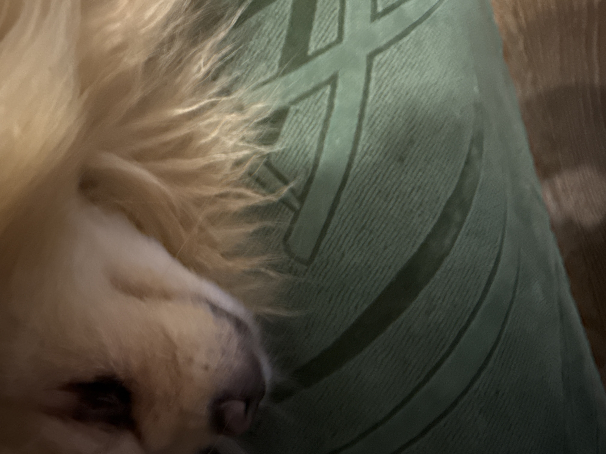 The image shows a close-up of a light-colored dog's face resting on a textured green surface. The dog's eye is visible on the left, appearing dark. The dog's nose, which is dark and slightly wet, is also visible in the lower left quadrant. The dog's fur is long and fluffy, a light golden or cream color. The green surface has a raised, textured pattern, possibly a pillow or upholstery, with curved lines forming a larger design. The lighting in the image is dim, with soft light illuminating the dog's face and fur. The bottom of the image shows a dark, wooden surface. The overall scene appears to be indoors, likely in a domestic setting.