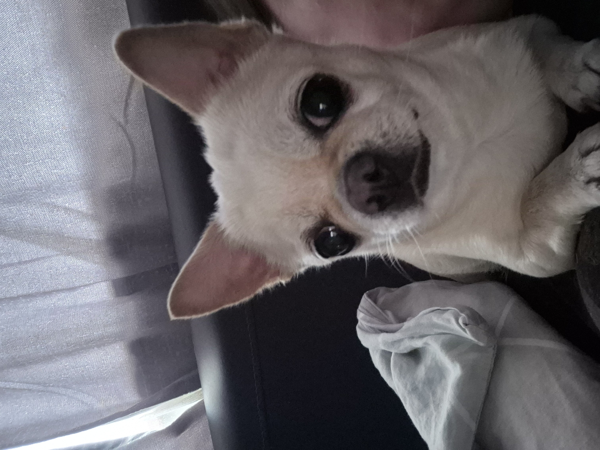 A close-up shot shows a tan and white Chihuahua dog looking directly at the camera. The dog has large, dark eyes, erect ears, and a small black nose. It is positioned in the center of the frame, with its front paws resting on a dark surface, likely a couch. To the left of the dog, a light blue and white folded fabric, possibly a blanket or towel, is visible. In the background, a textured grey curtain is slightly parted, allowing light to filter through. The overall setting appears to be indoors.