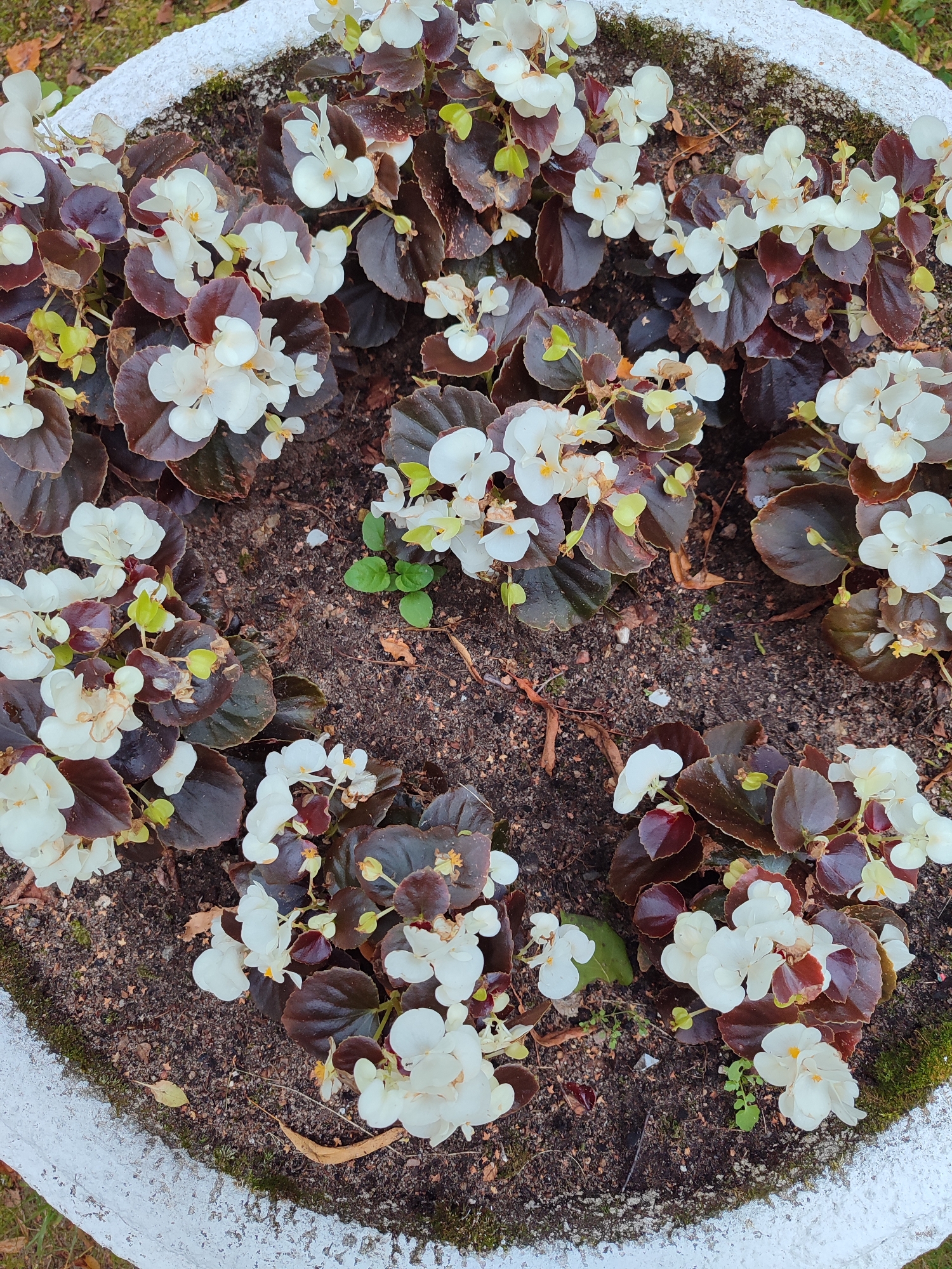 This is a top-down, close-up shot of a white planter filled with begonia plants. The begonias have dark, reddish-brown leaves and clusters of small white flowers with yellow centers. Some of the leaves have a slight sheen, and a few are slightly wilted. The soil is dark and appears slightly damp, with a few scattered dry leaves and small green sprouts. The rim of the planter is visible along the bottom and left sides of the image; it is textured and painted white. The scene is outdoors, with hints of green foliage visible outside the planter in the upper left and lower right corners, suggesting a garden or park setting in an unspecified location.